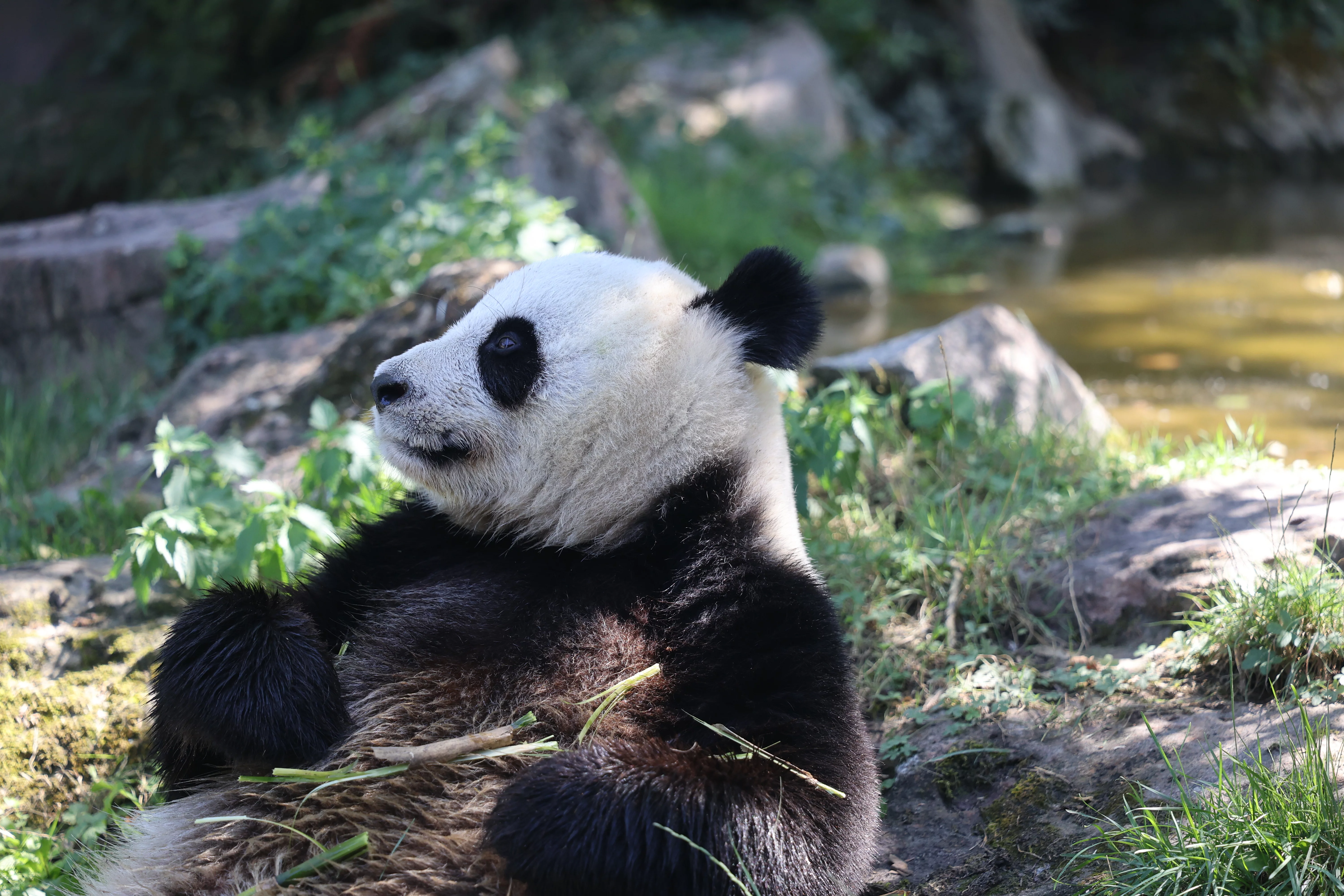 ZooParc de Beauval
