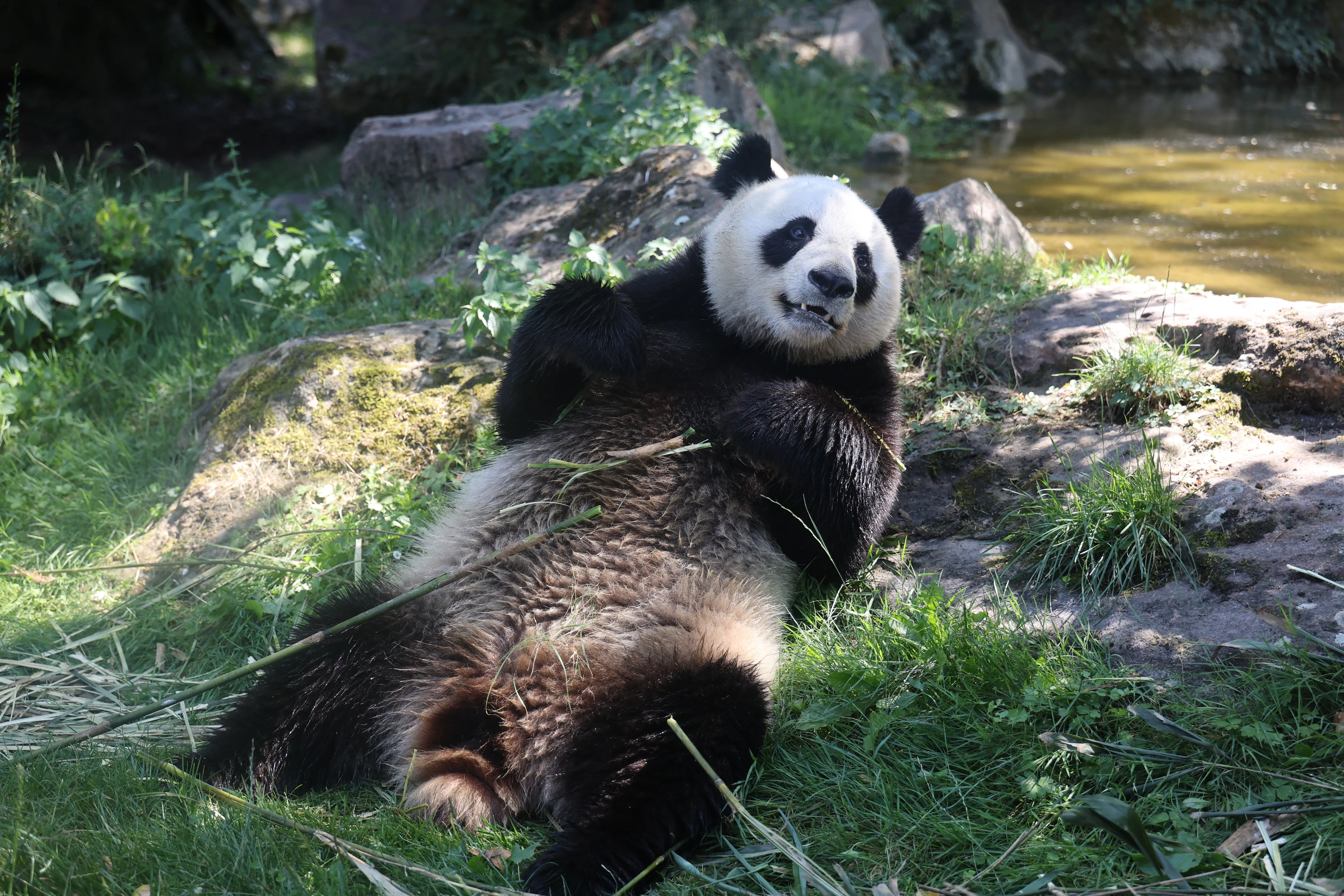 ZooParc de Beauval