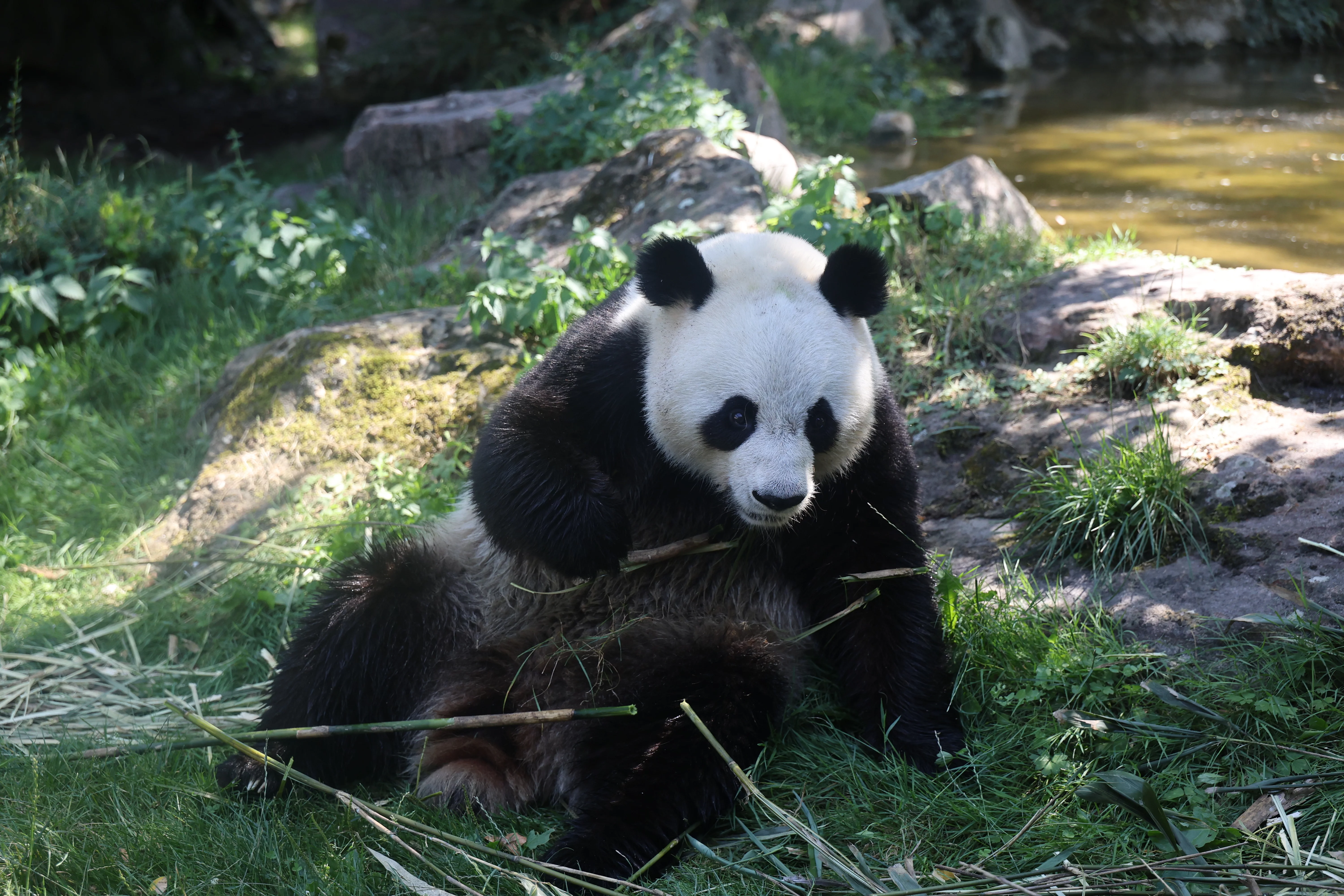 ZooParc de Beauval