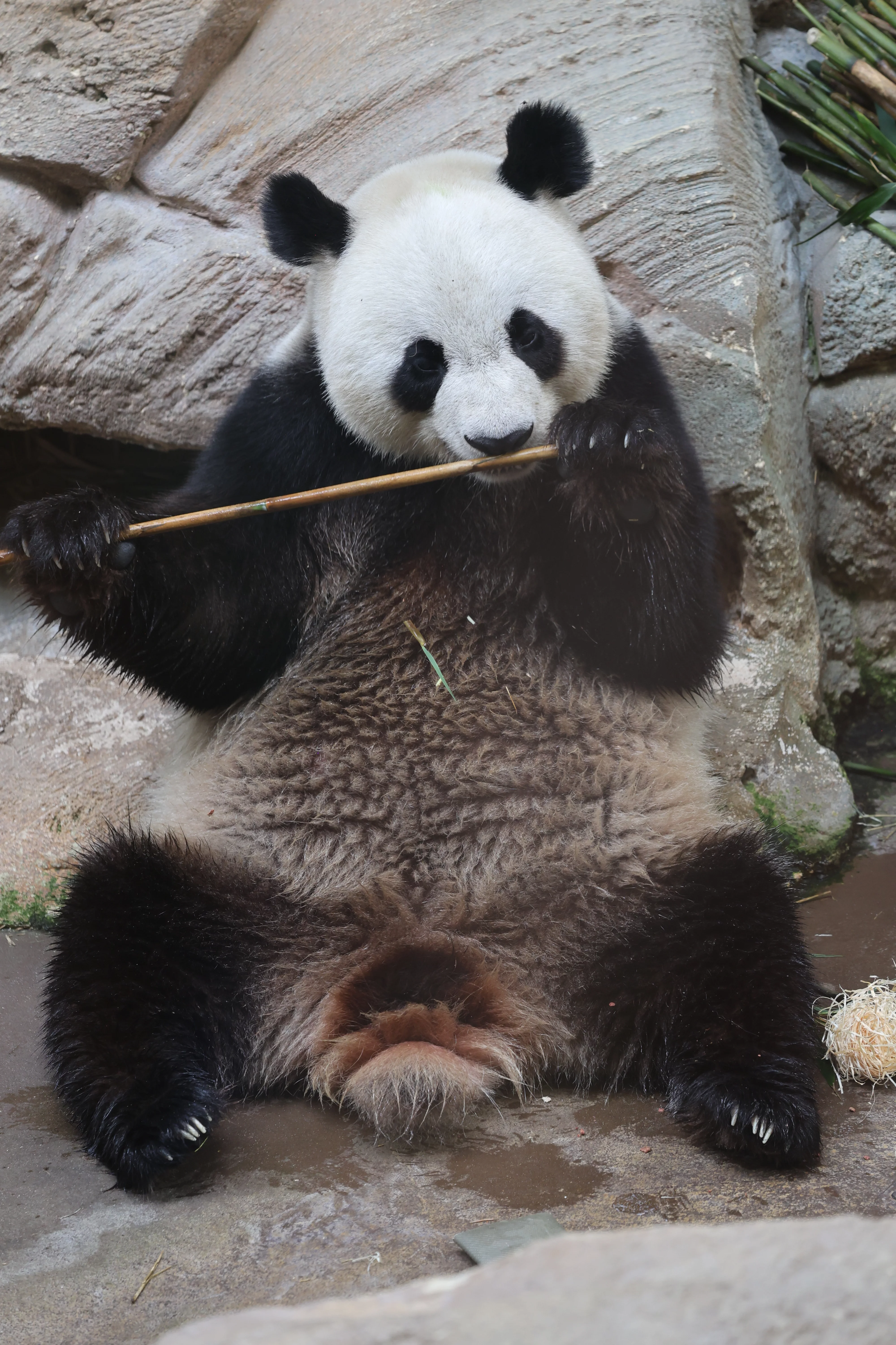 ZooParc de Beauval