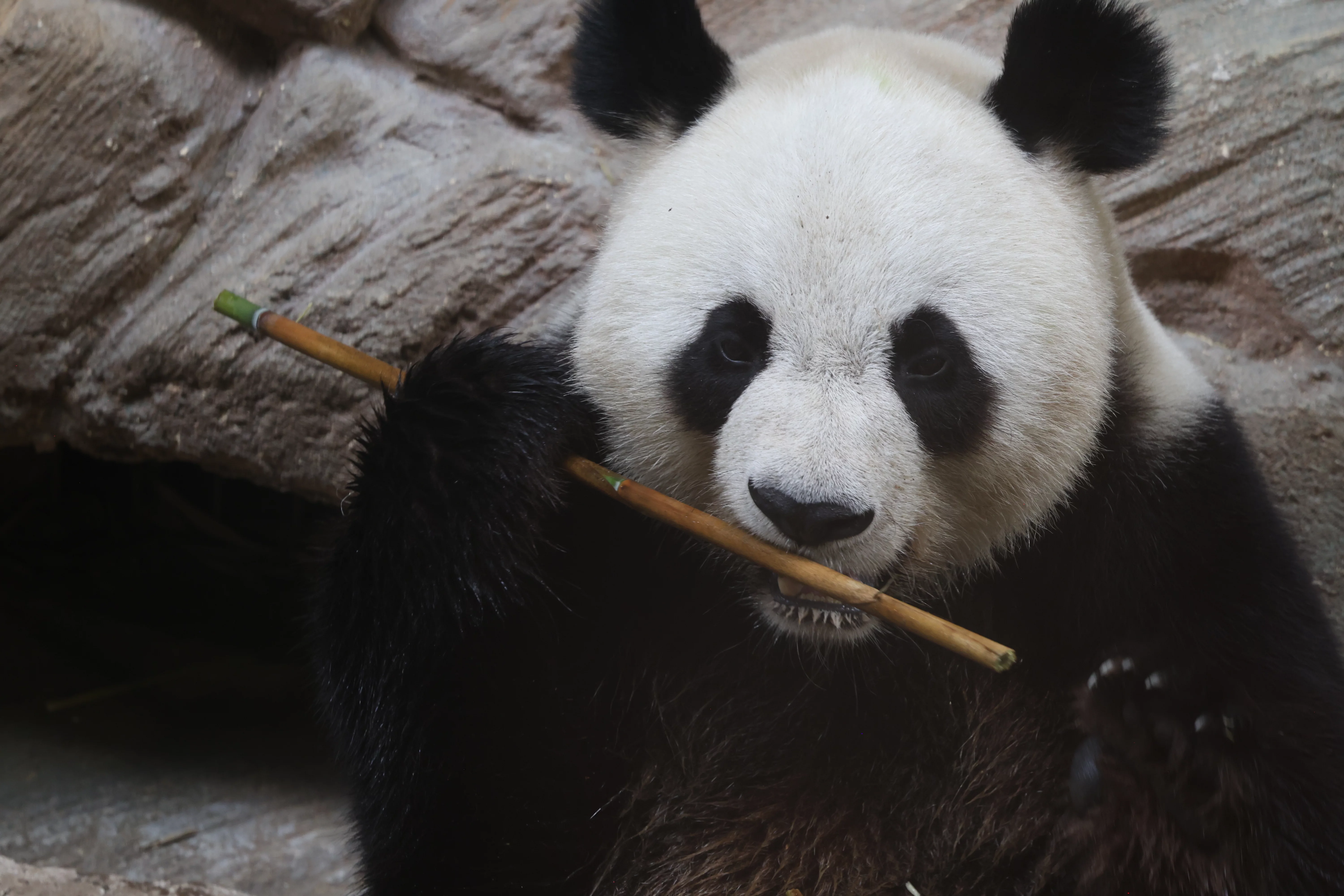 ZooParc de Beauval