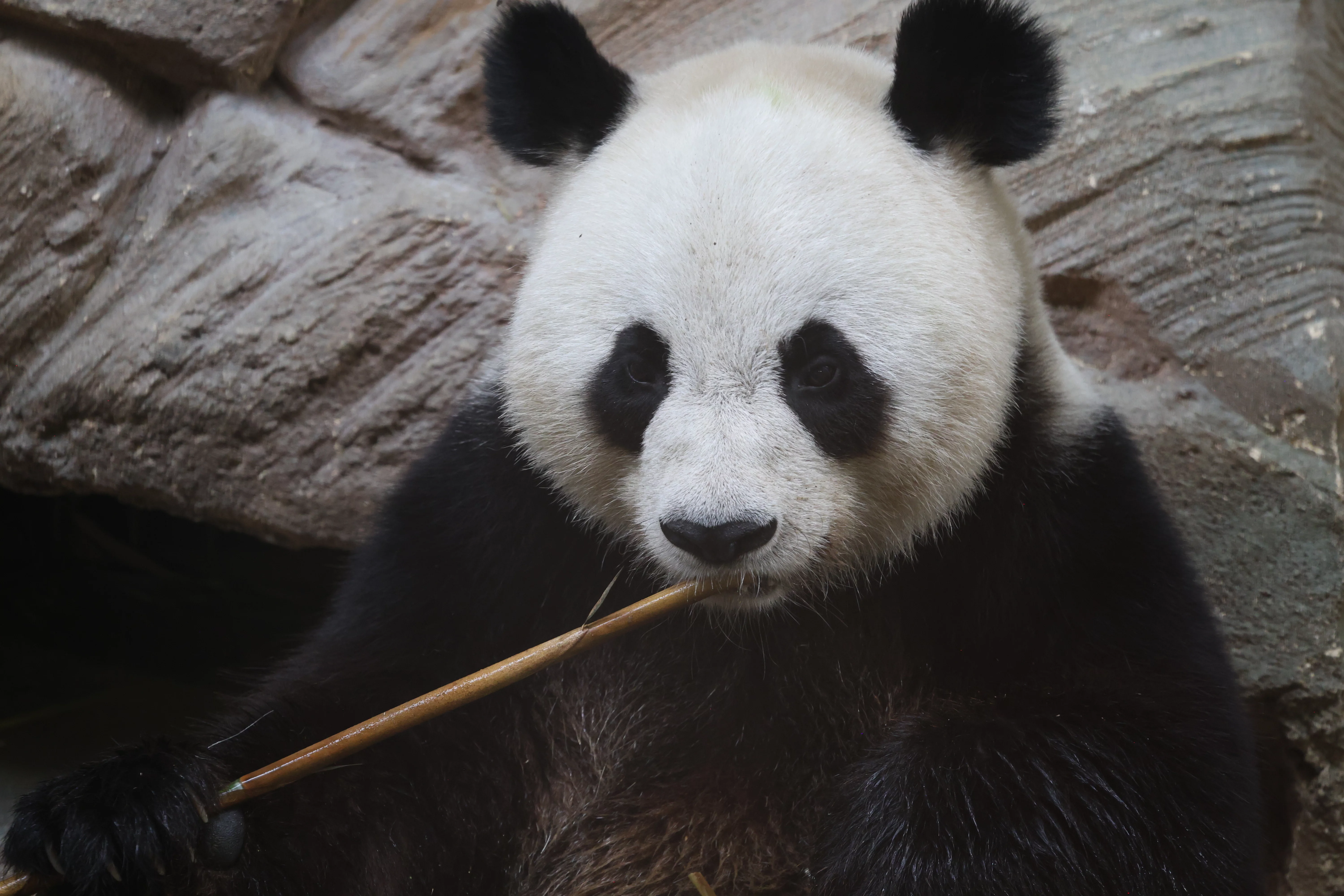 ZooParc de Beauval