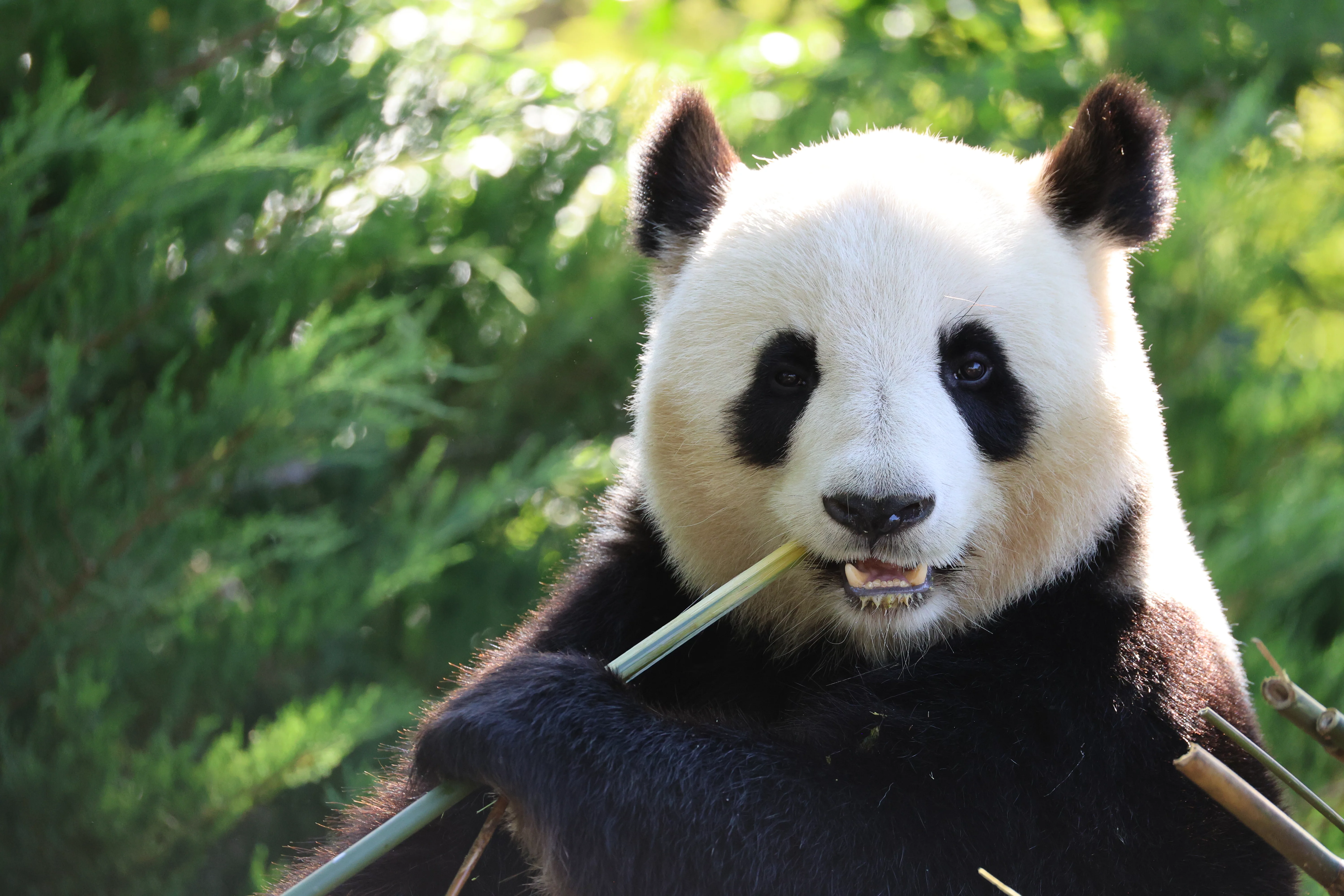 ZooParc de Beauval