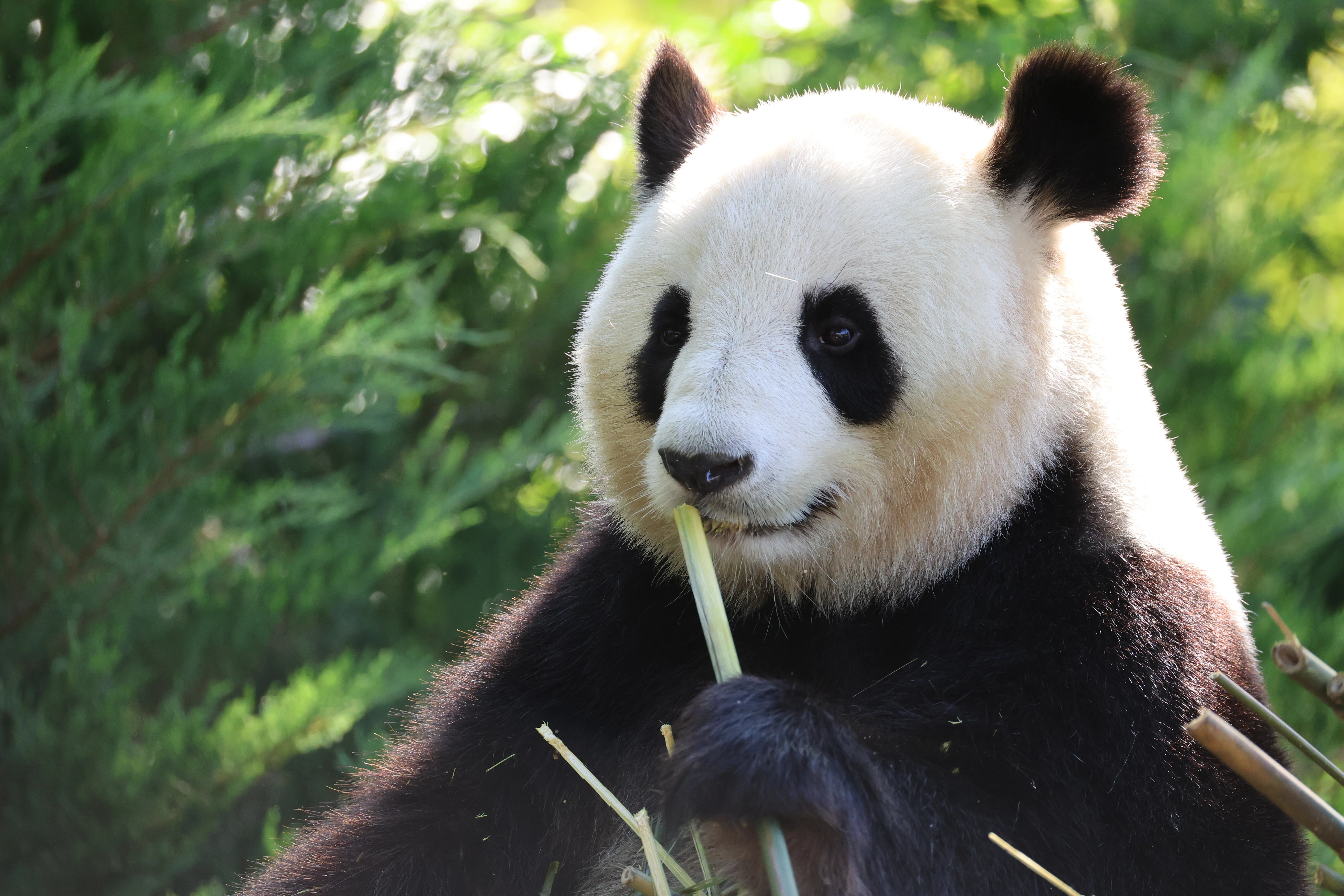 ZooParc de Beauval