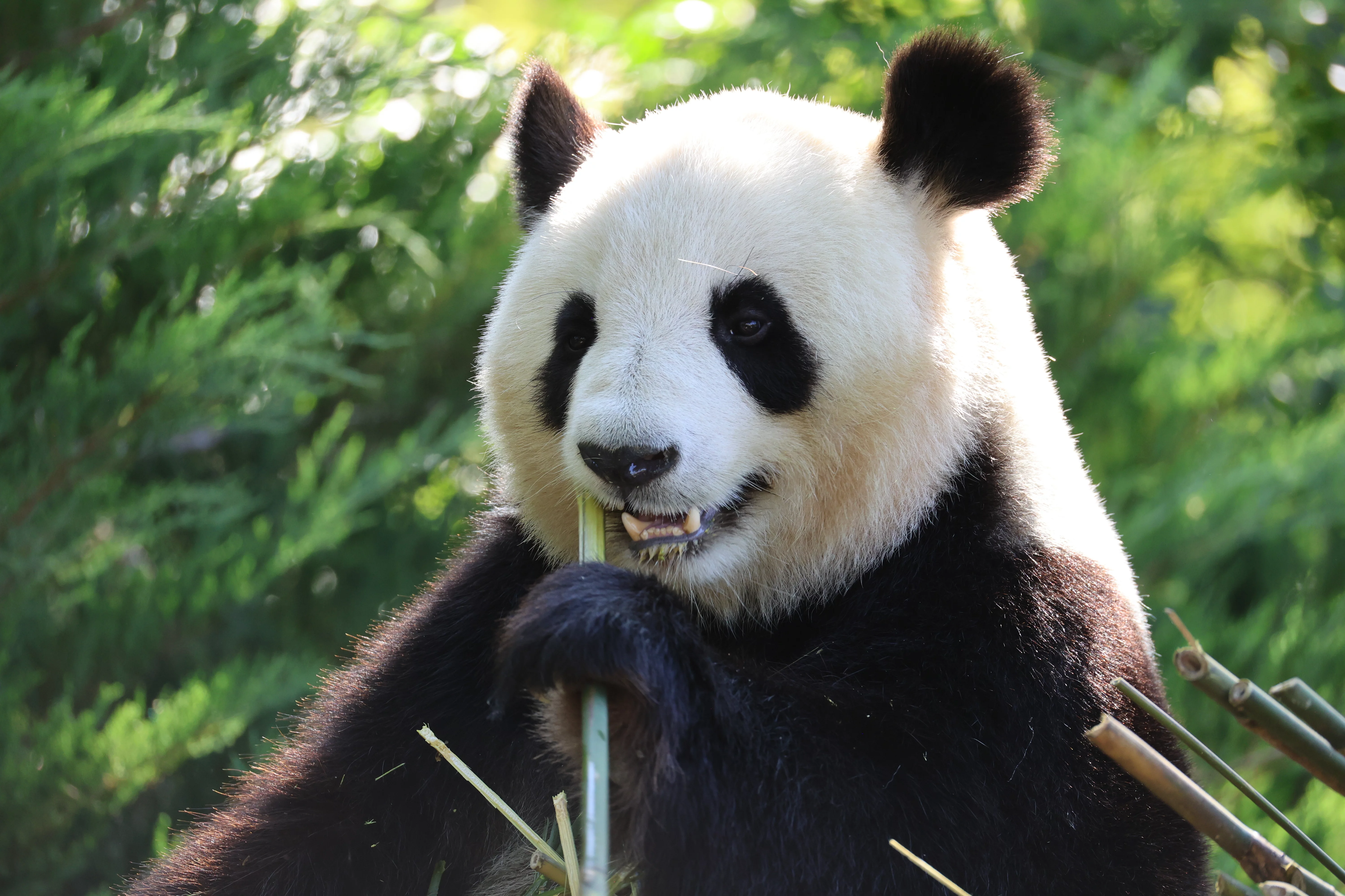 ZooParc de Beauval