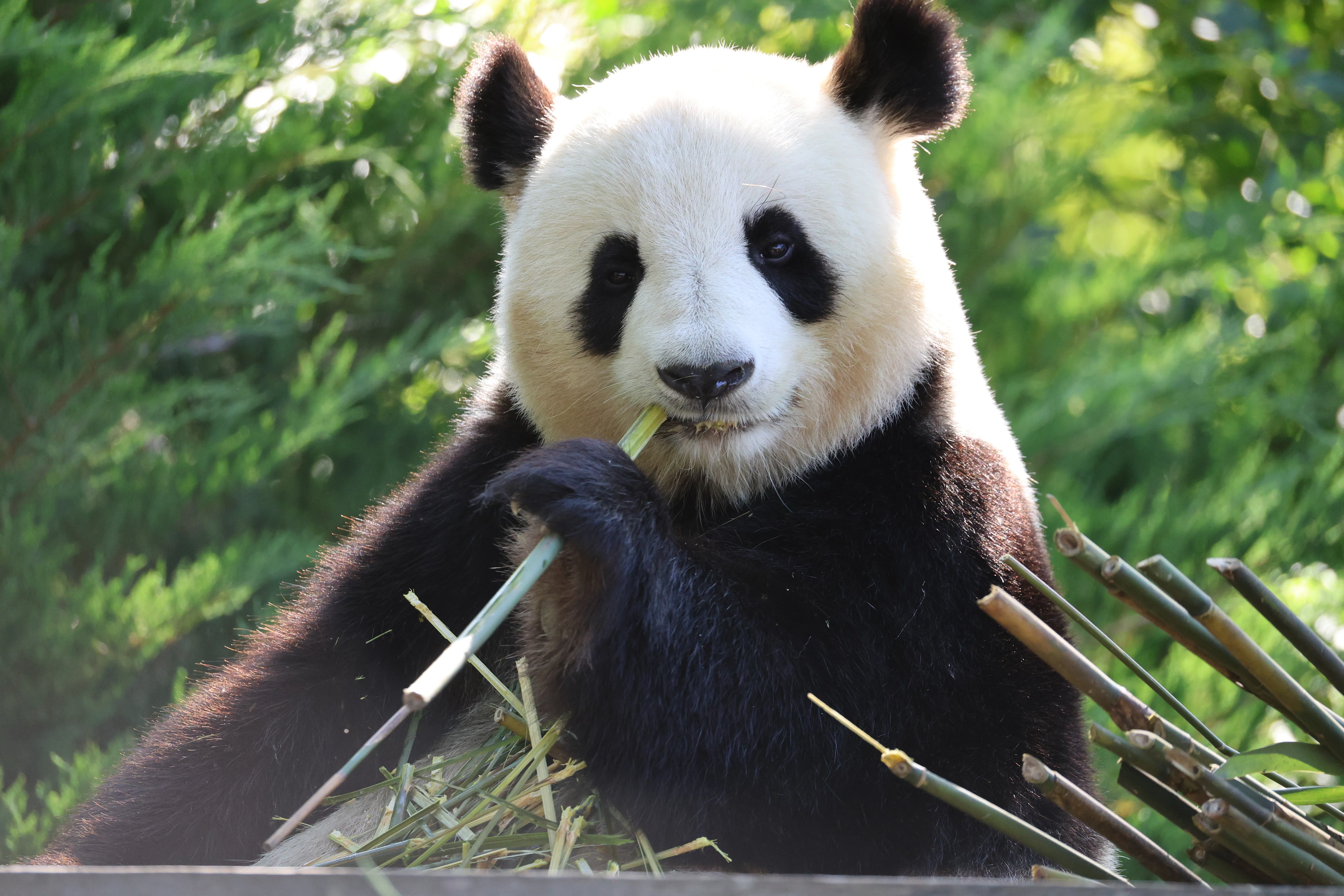 ZooParc de Beauval