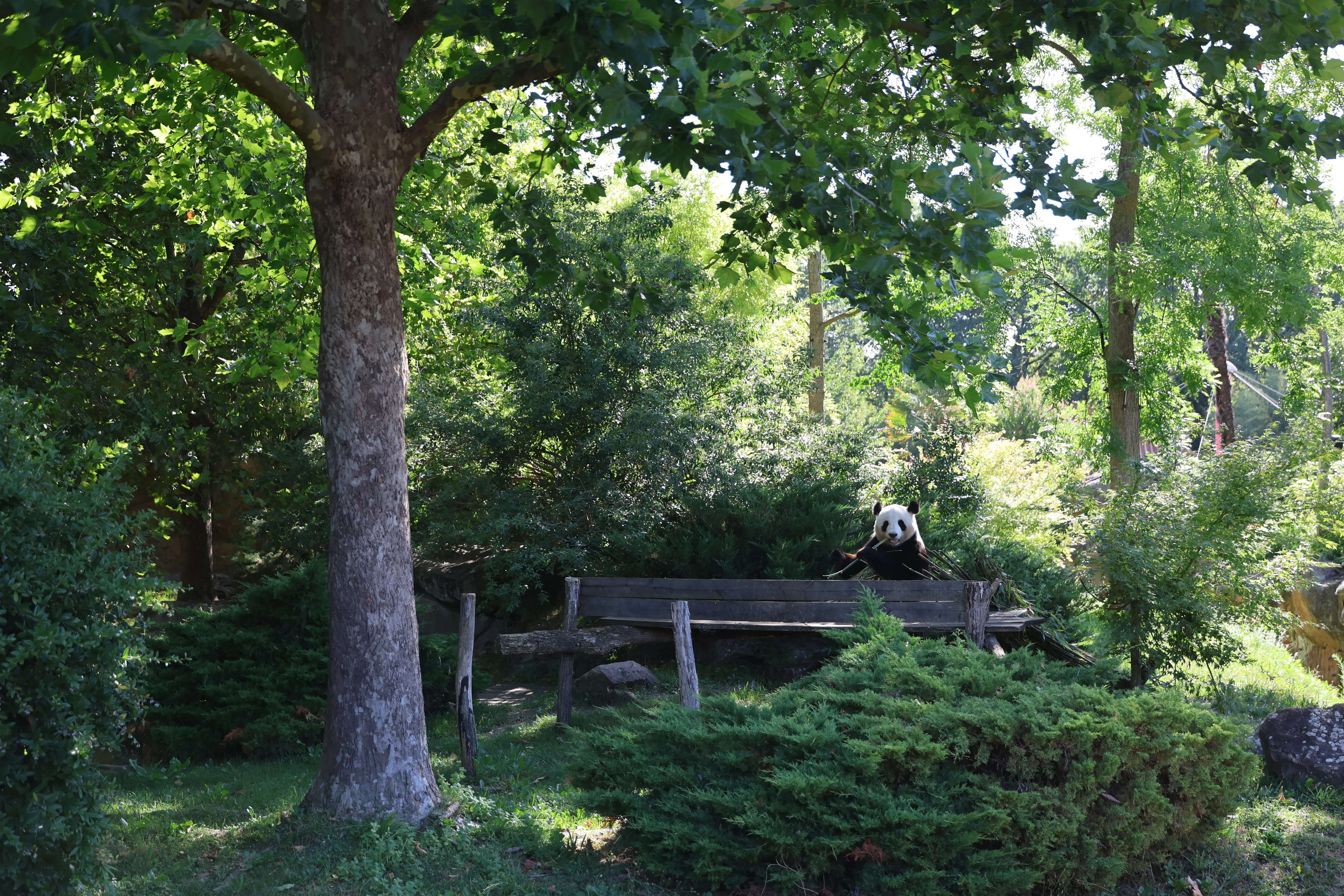 ZooParc de Beauval