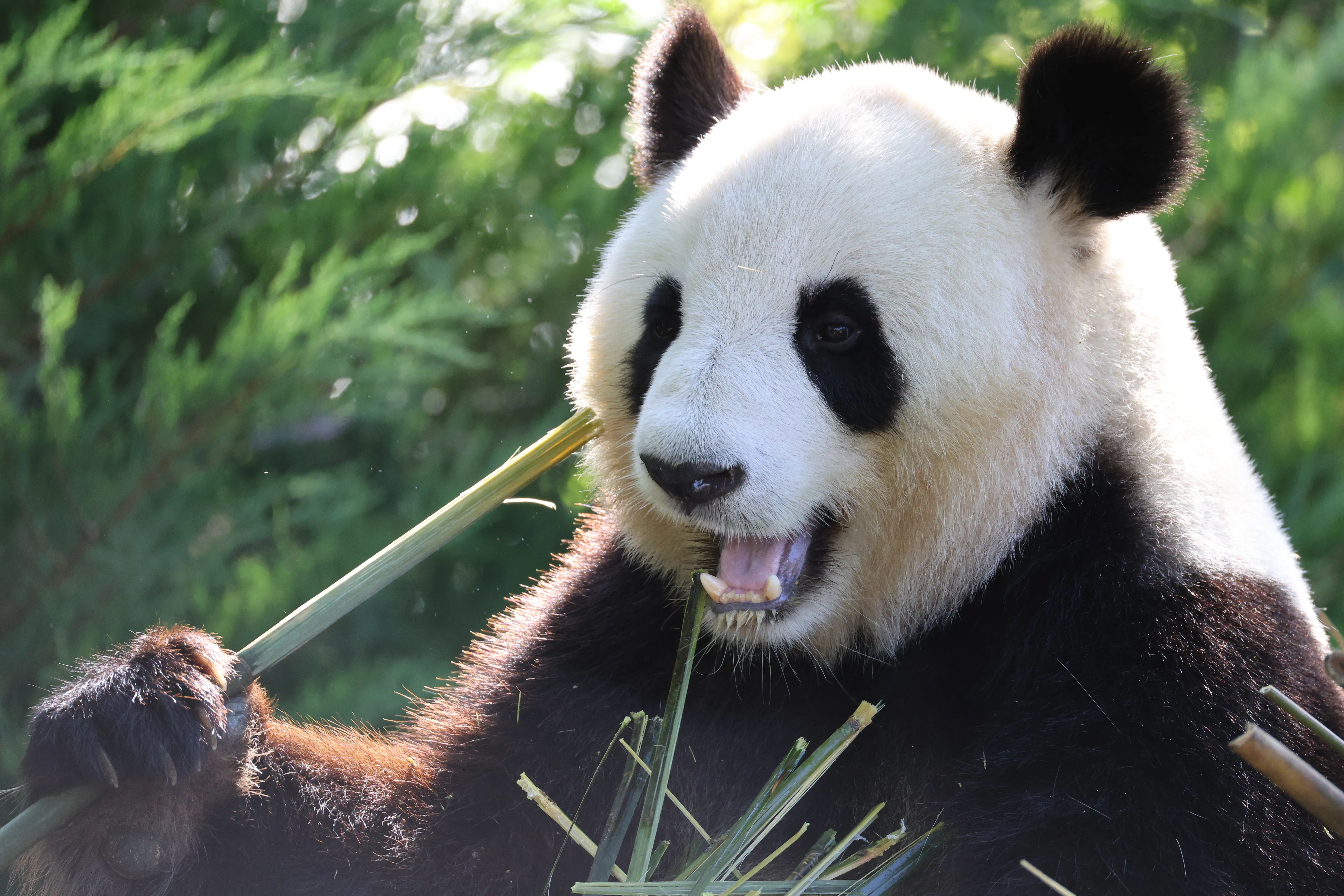 ZooParc de Beauval