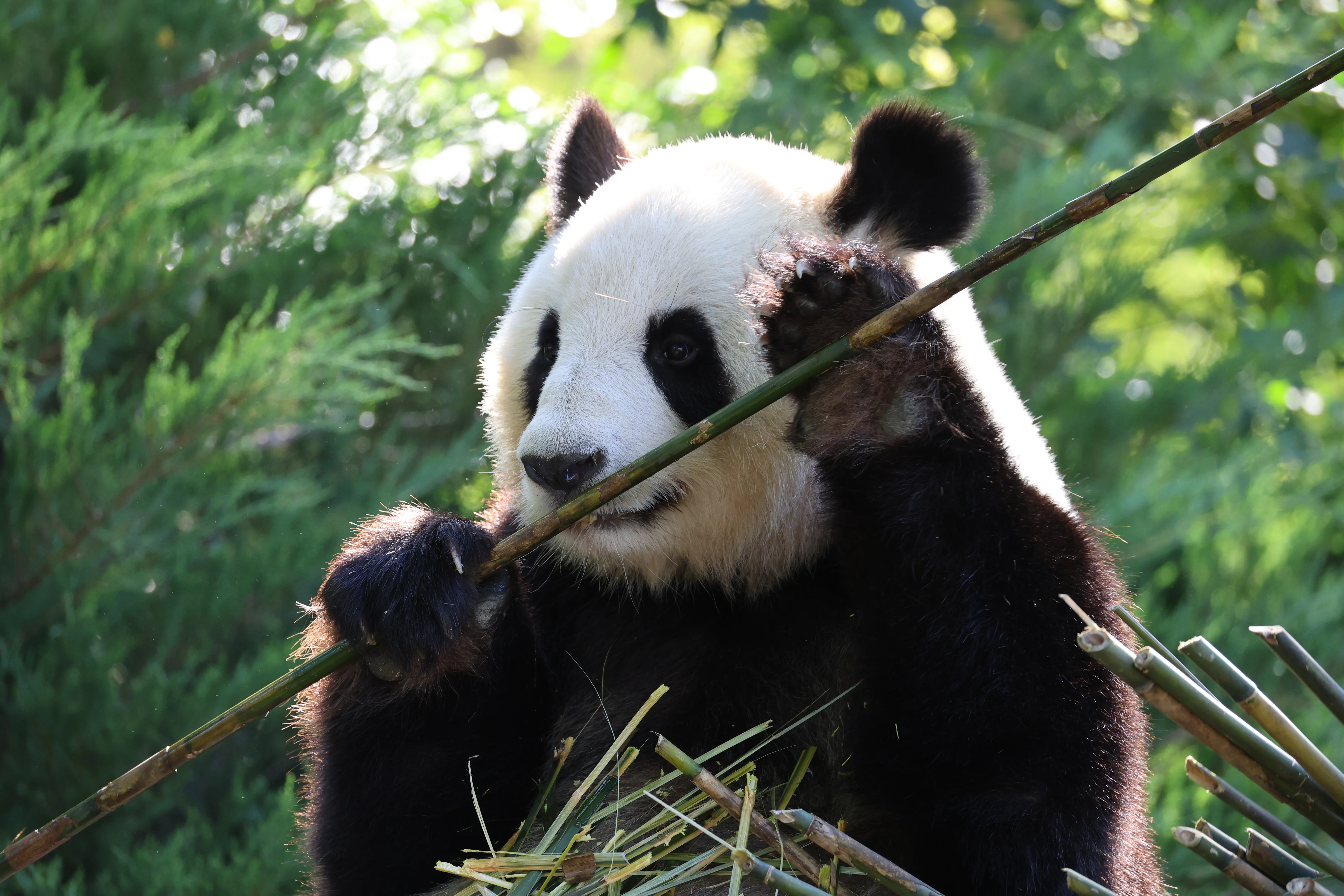 ZooParc de Beauval