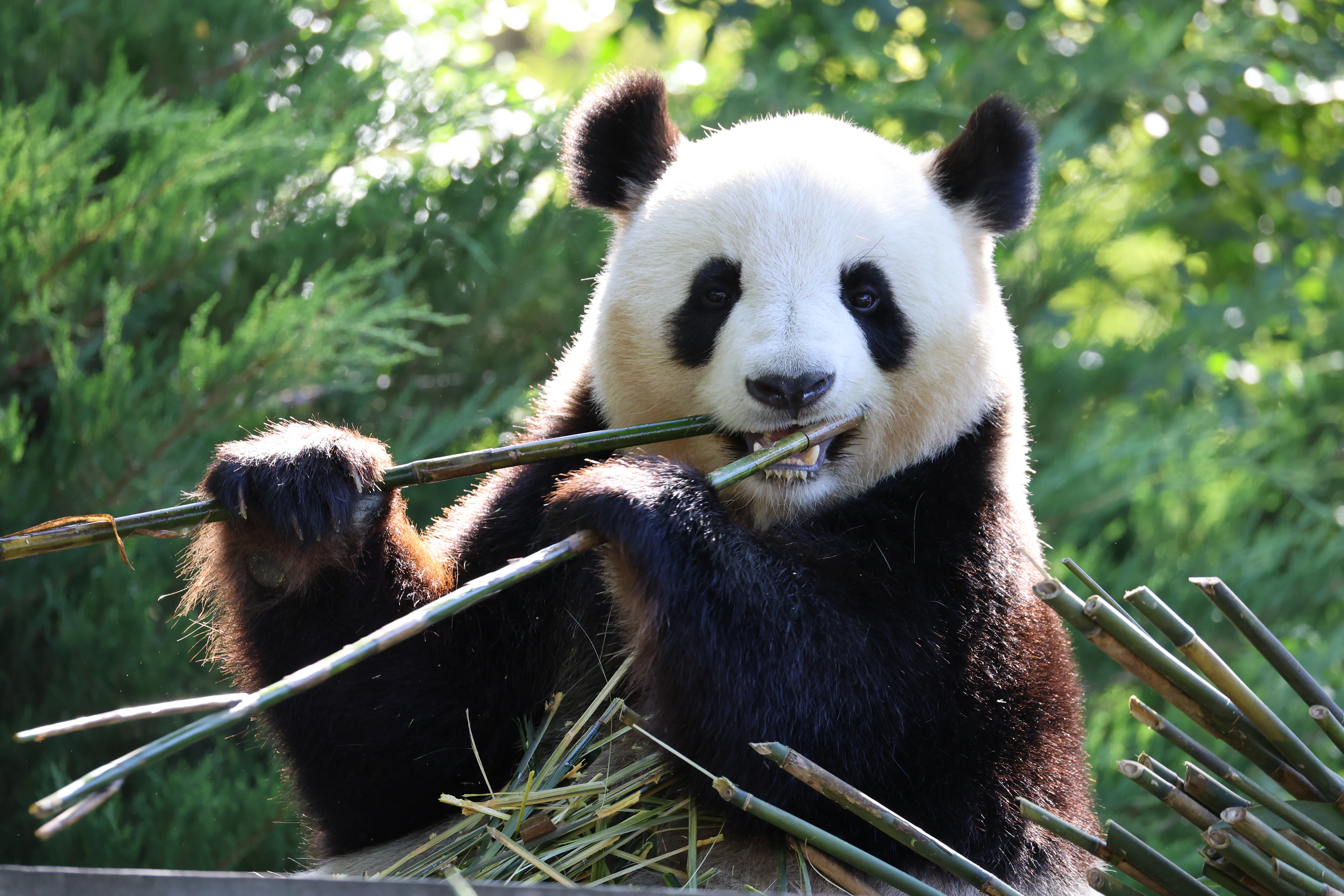 ZooParc de Beauval