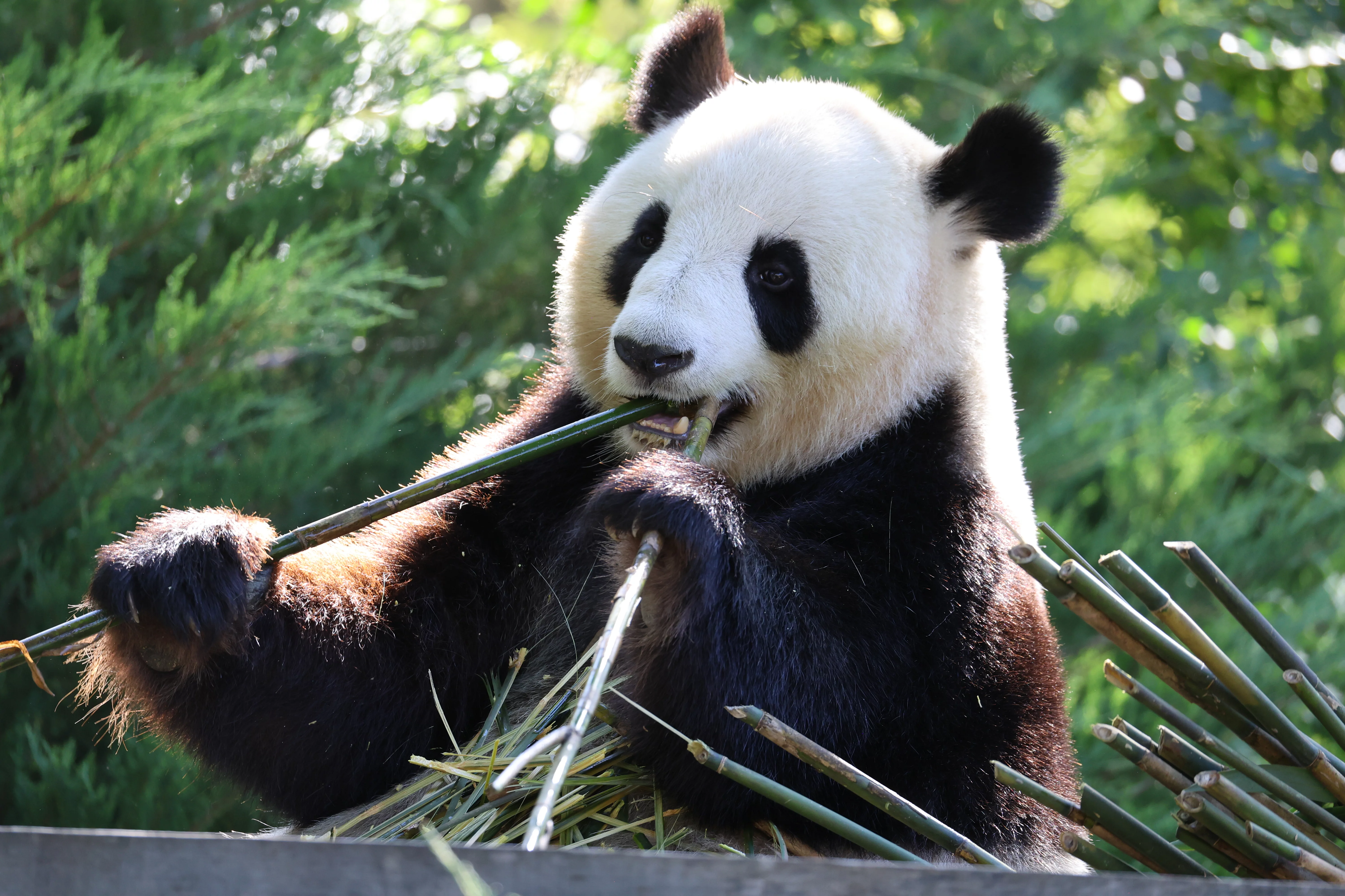 ZooParc de Beauval