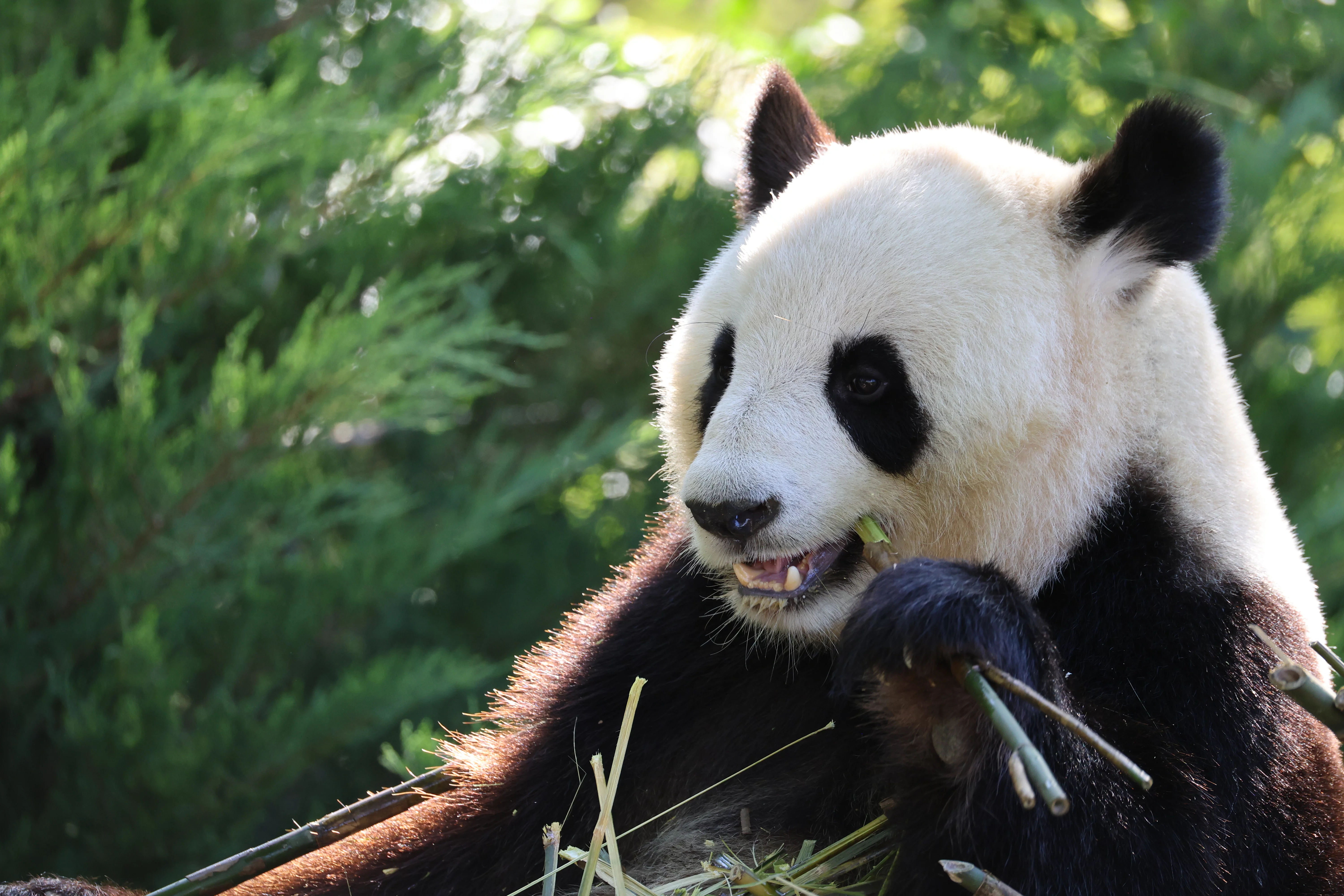 ZooParc de Beauval