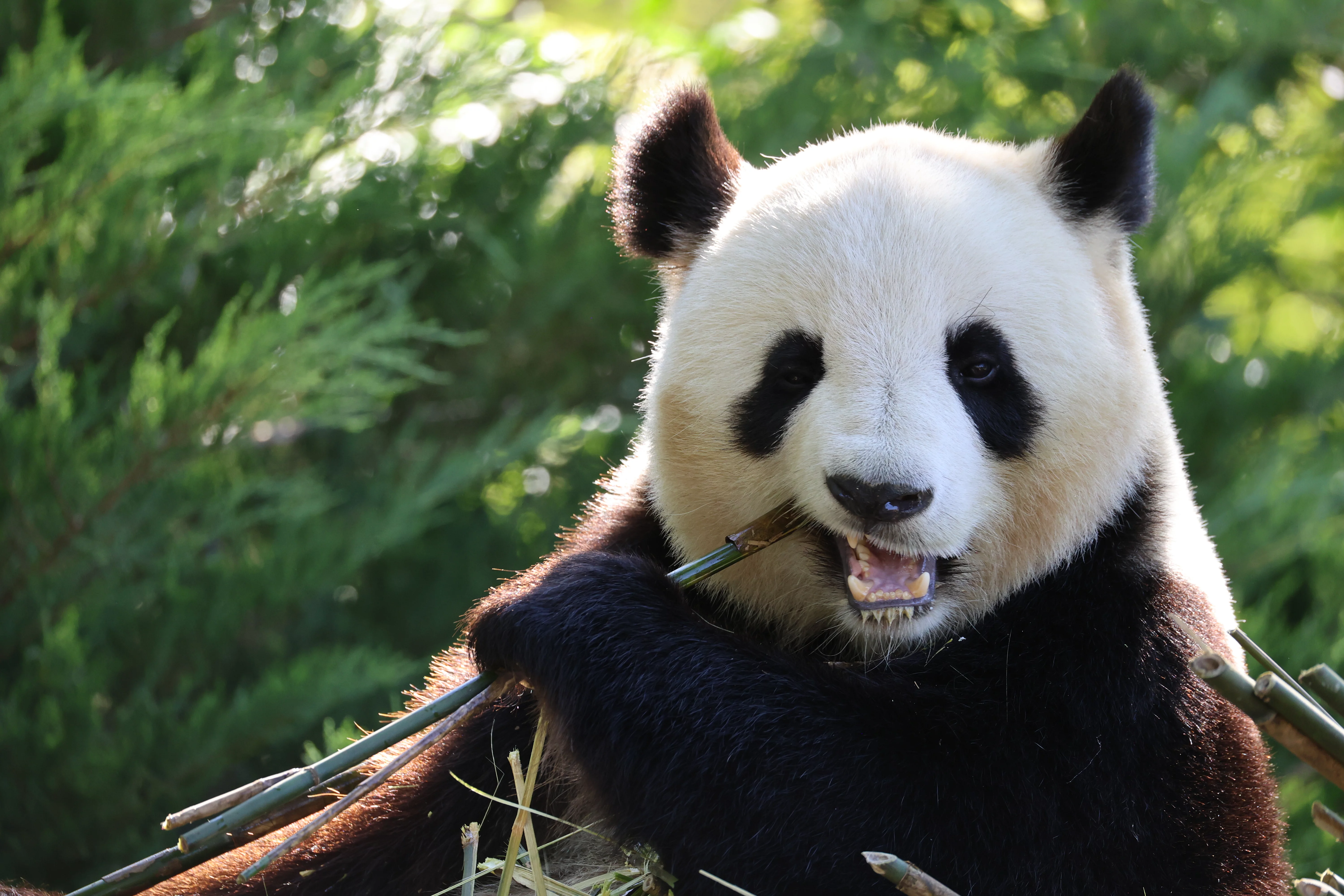 ZooParc de Beauval
