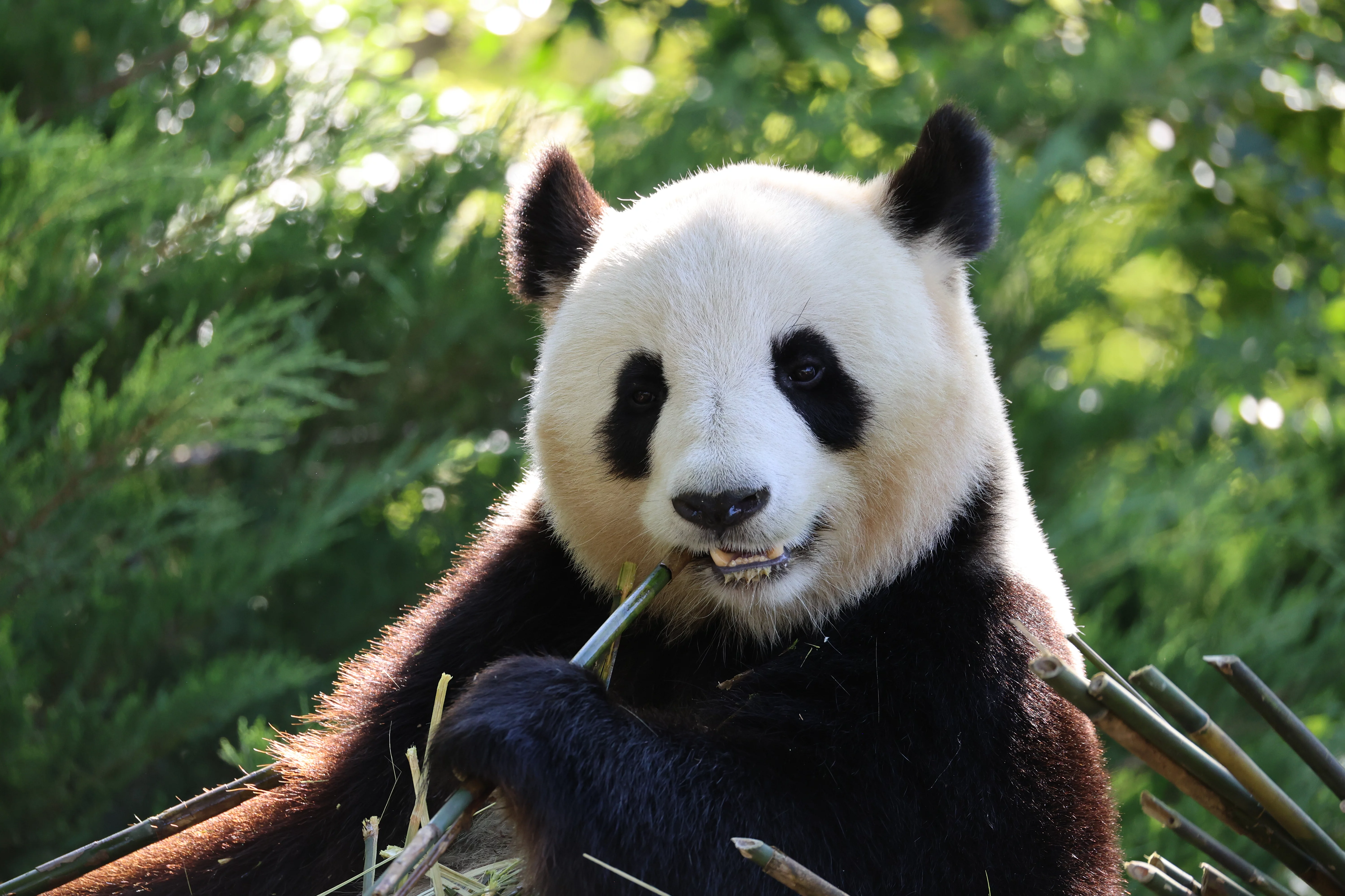 ZooParc de Beauval