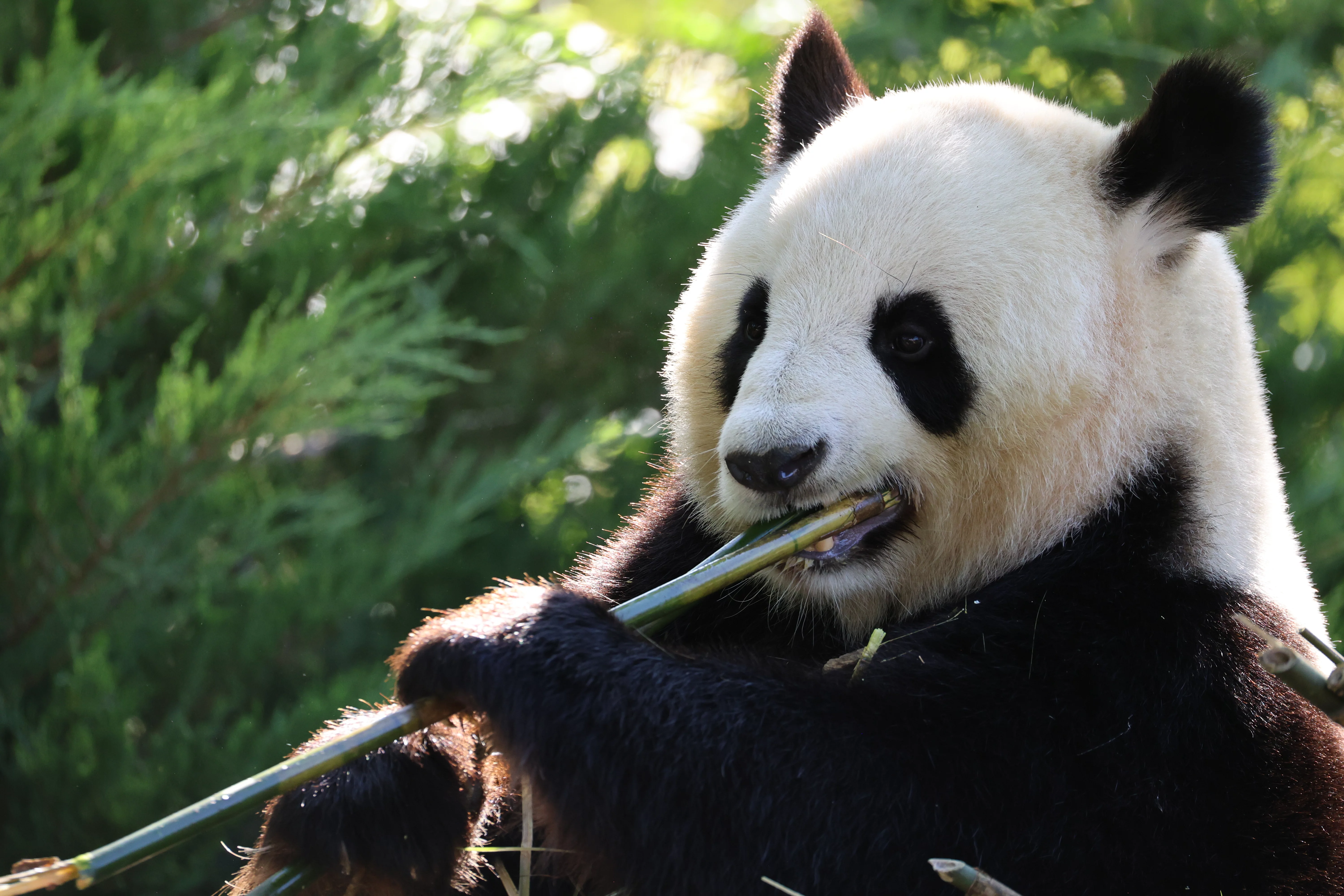 ZooParc de Beauval