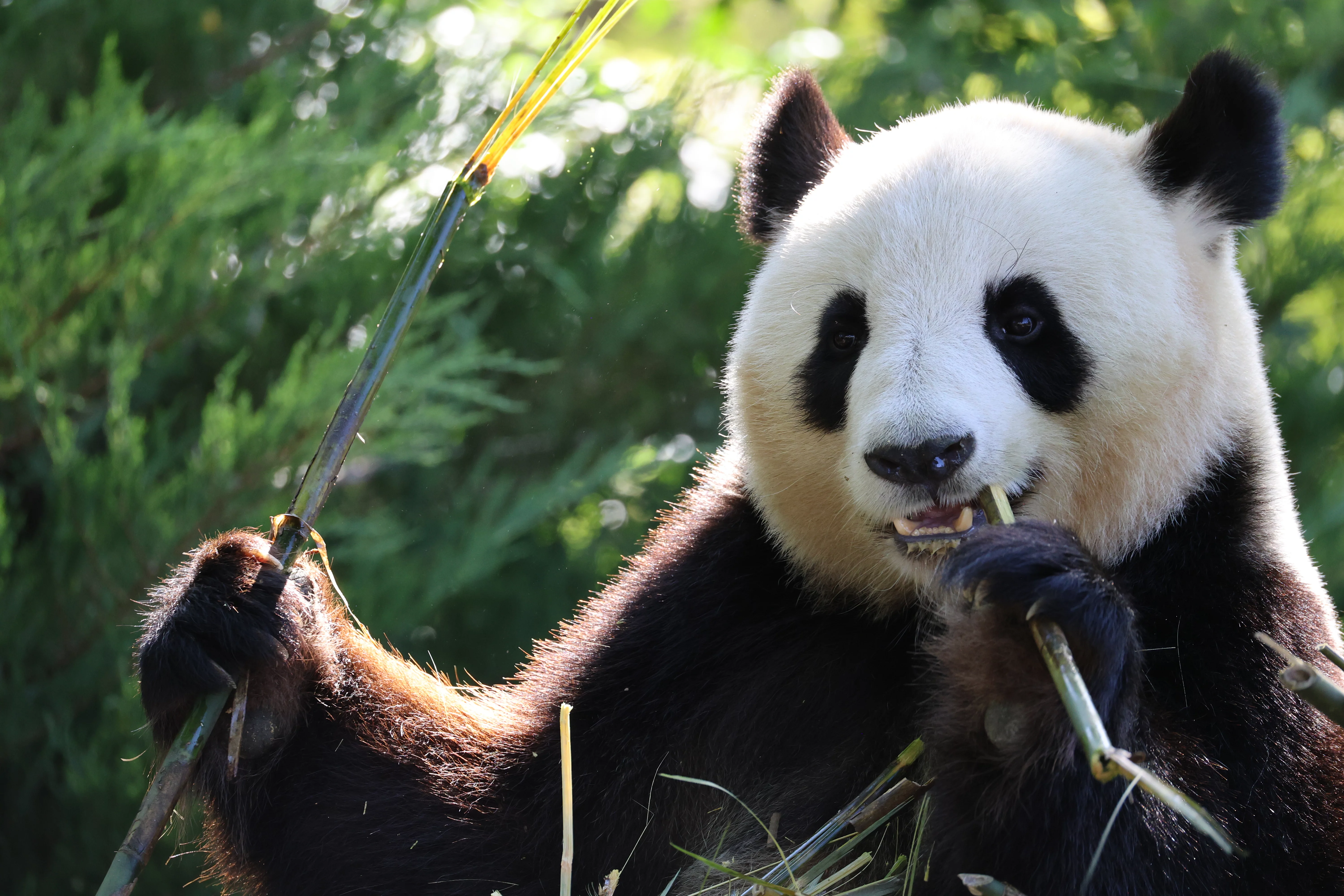 ZooParc de Beauval