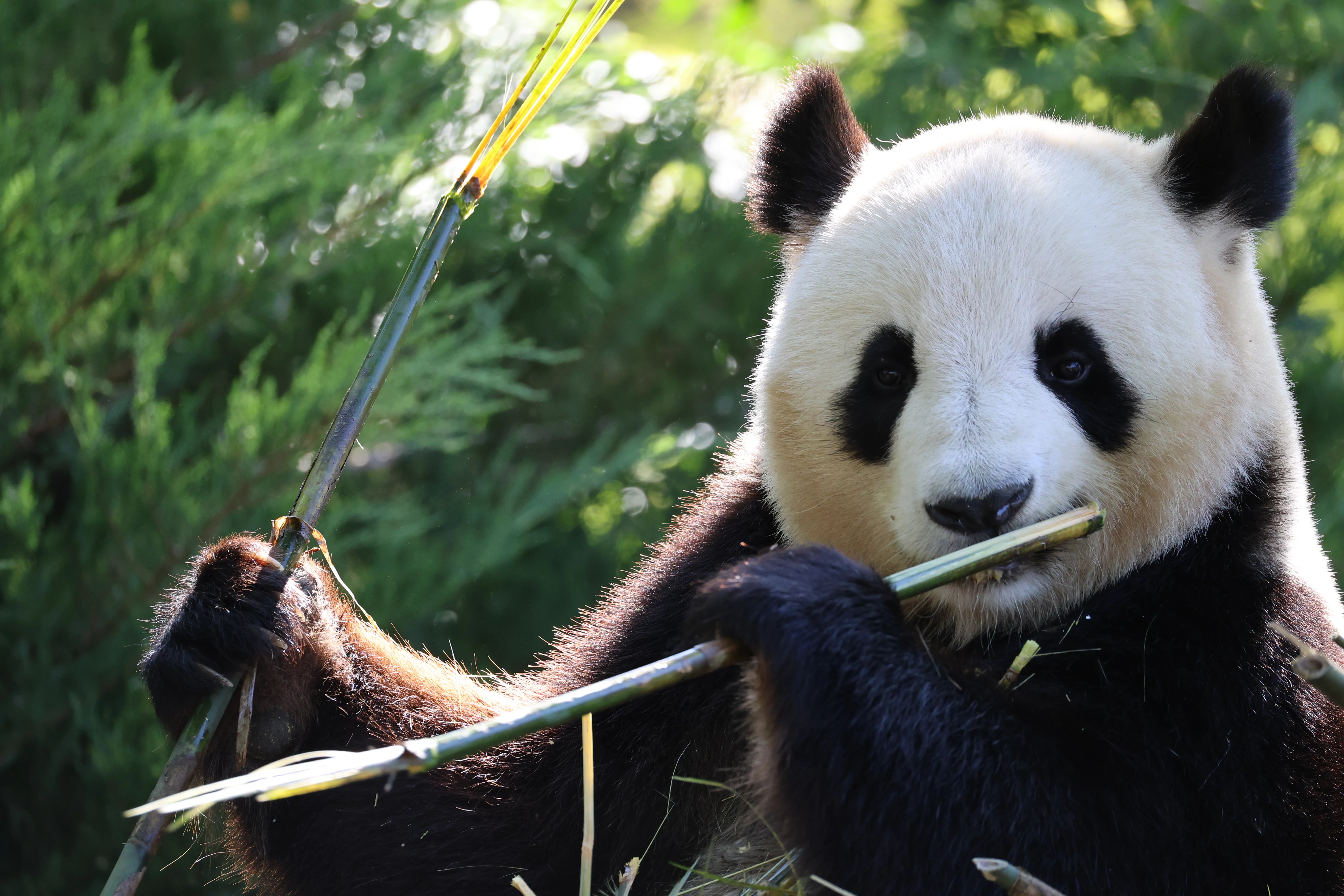 ZooParc de Beauval