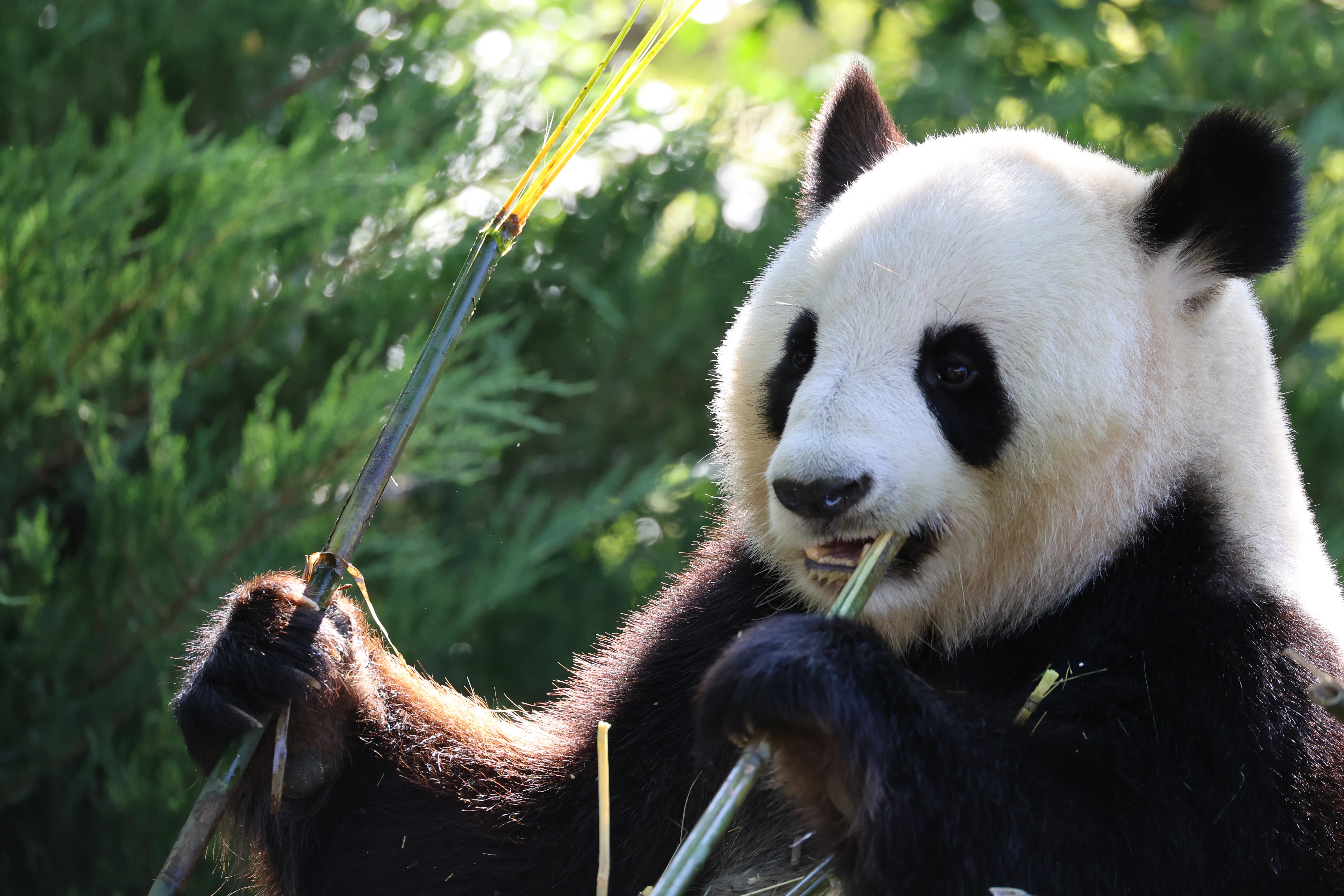 ZooParc de Beauval