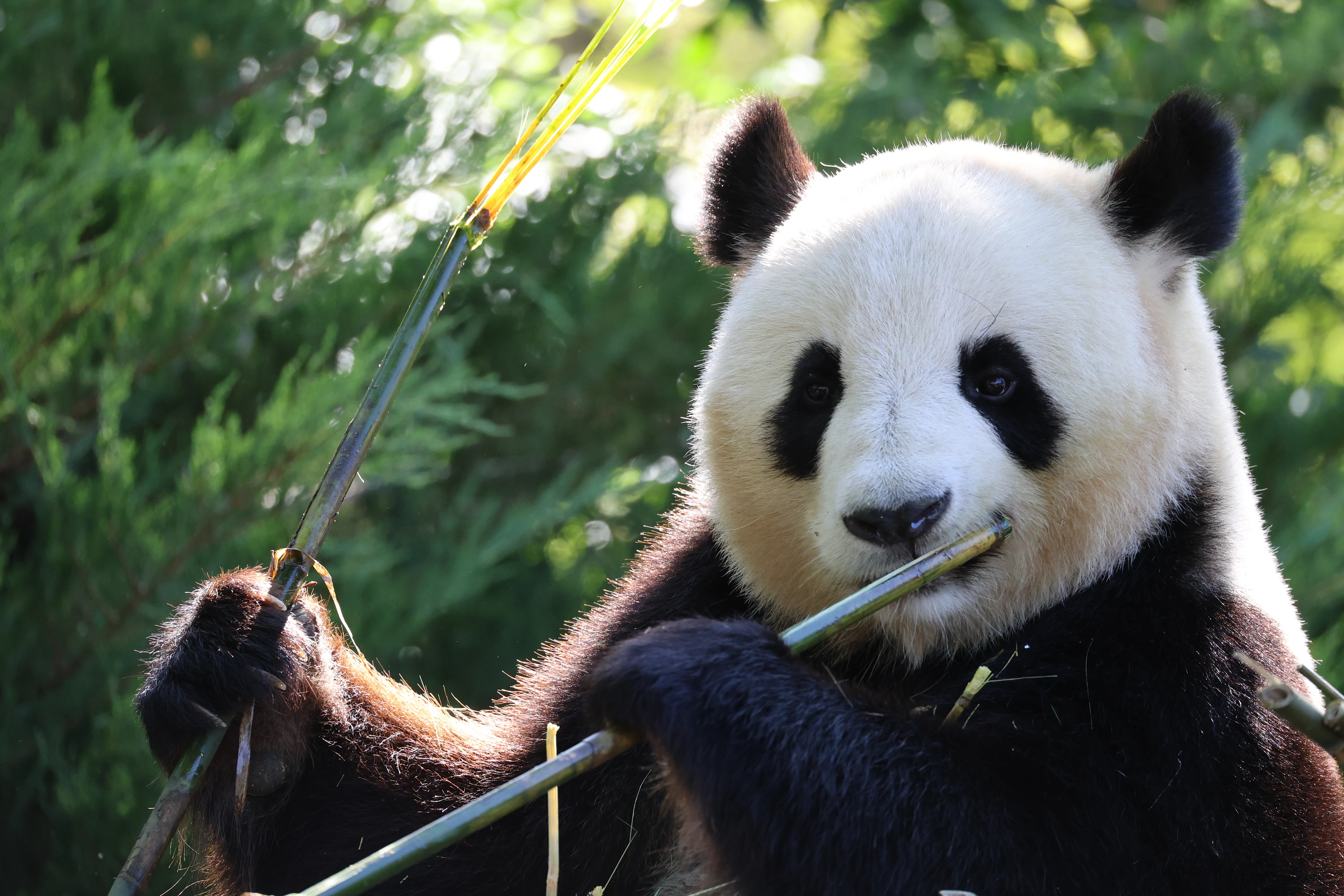 ZooParc de Beauval