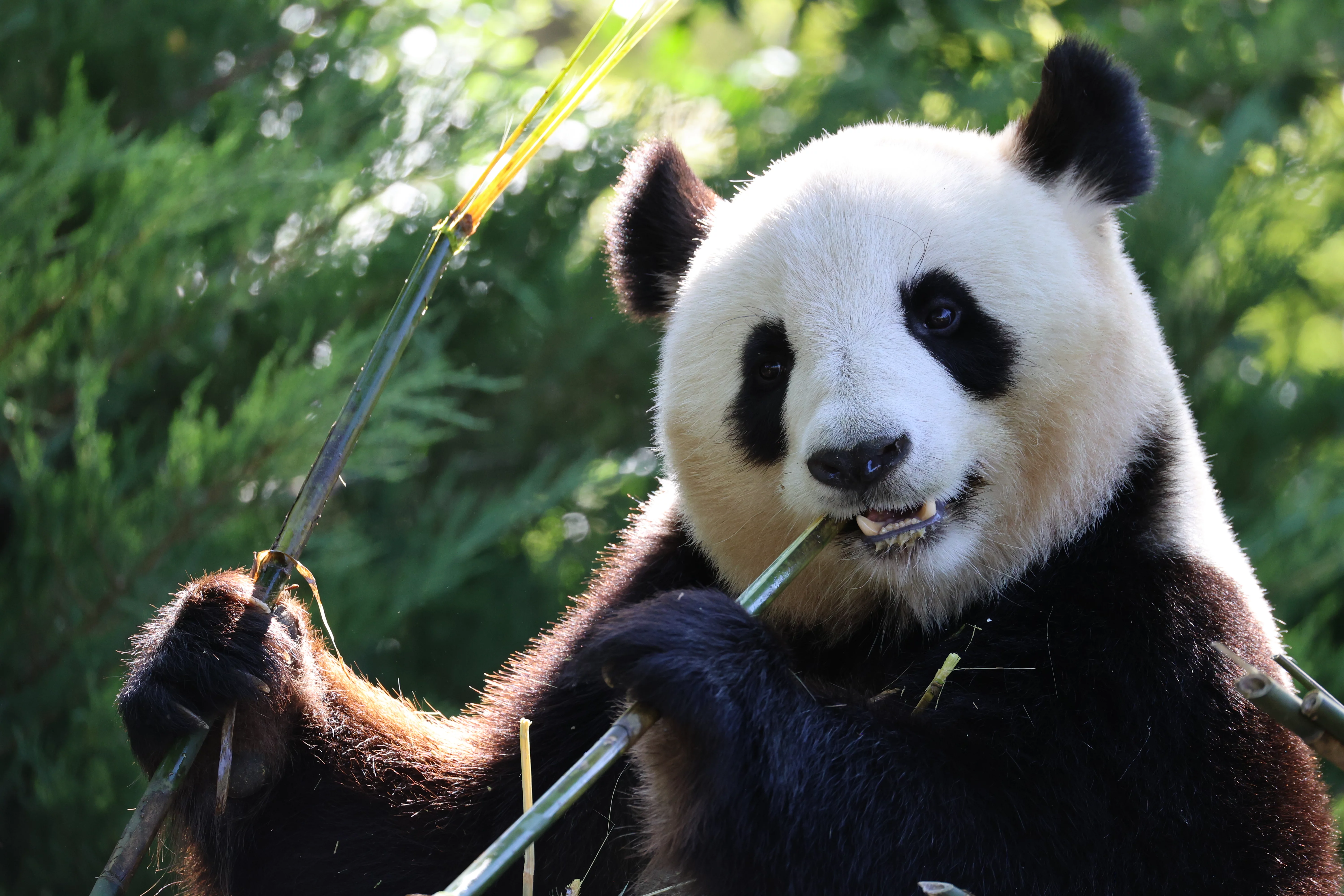 ZooParc de Beauval