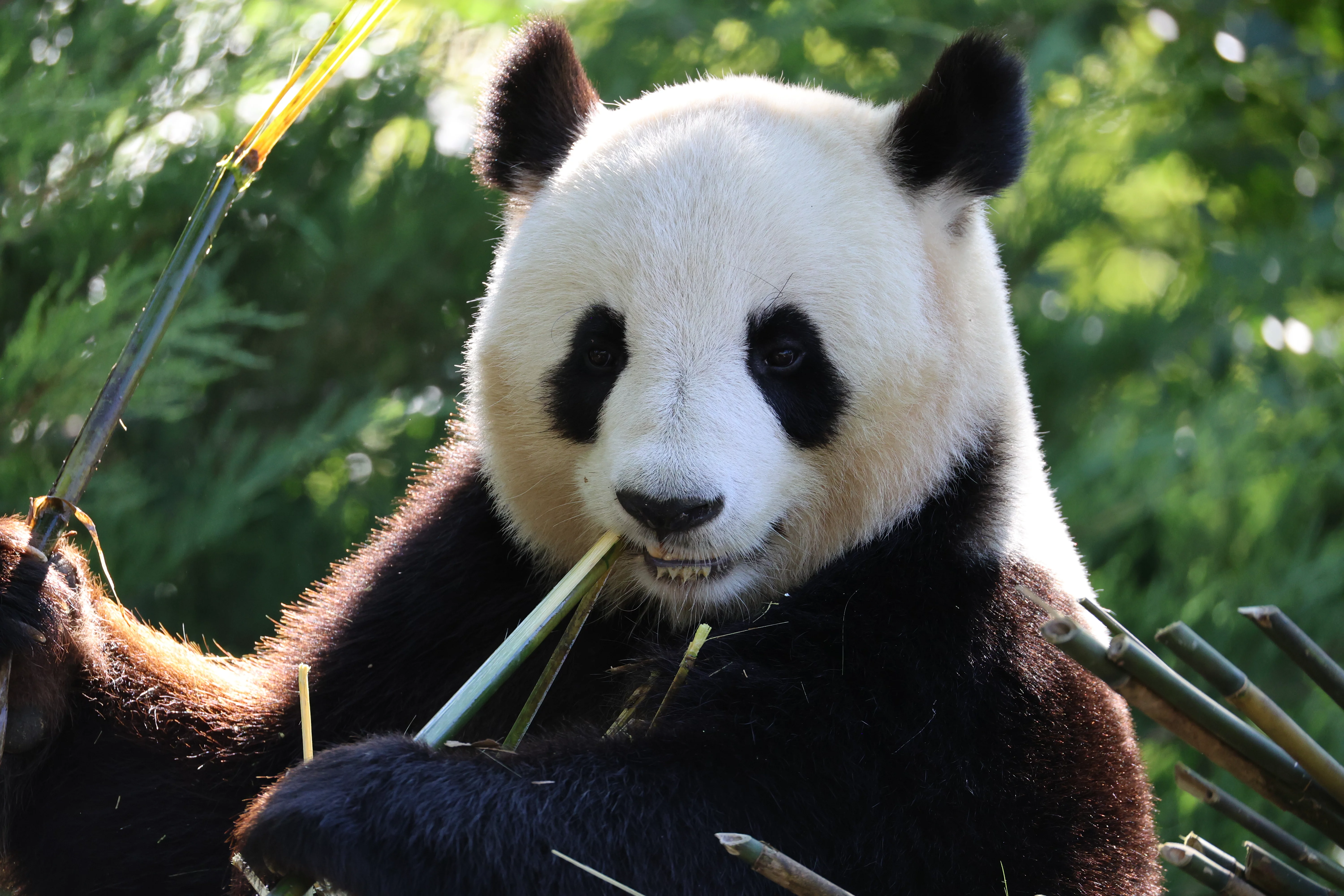 ZooParc de Beauval
