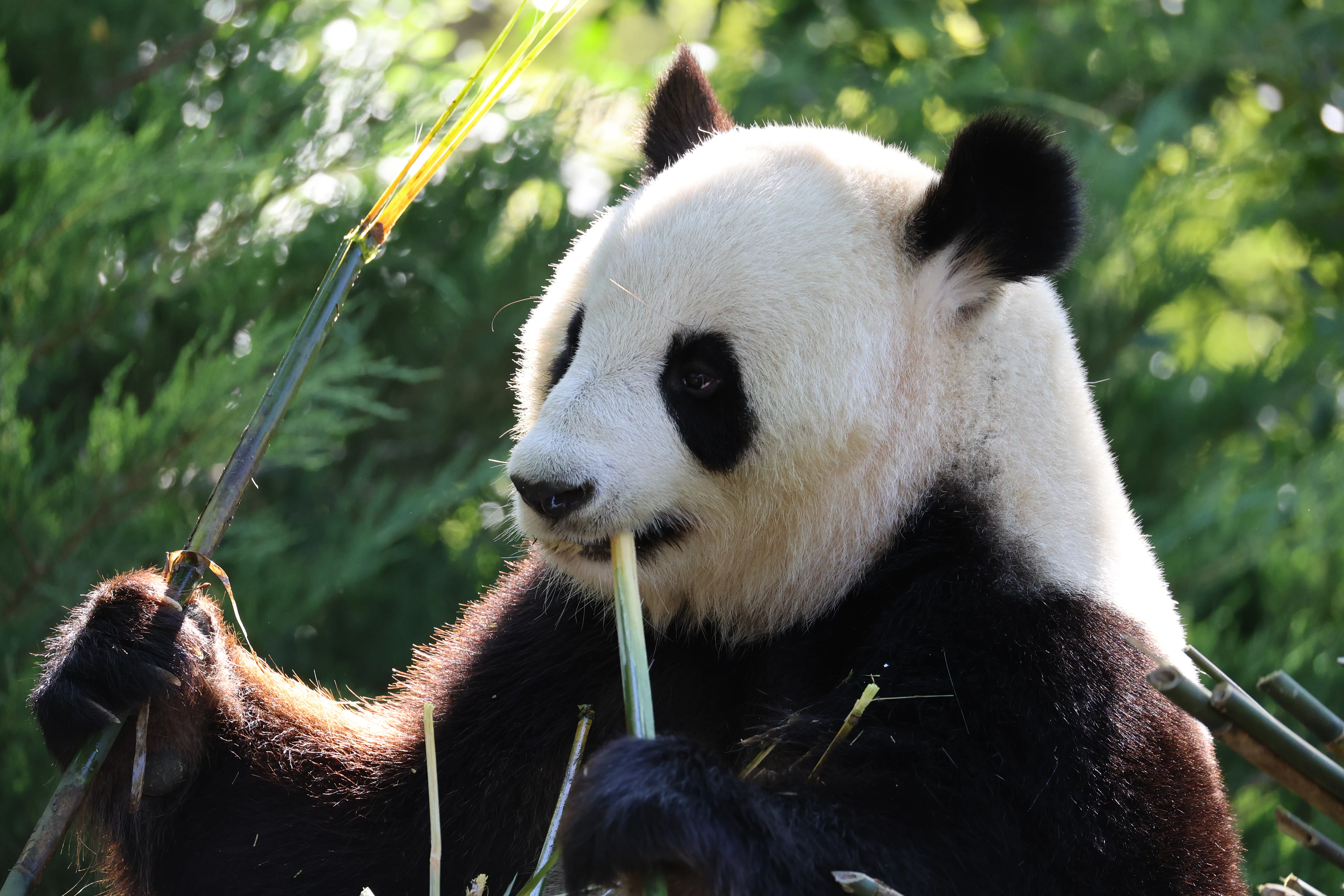 ZooParc de Beauval