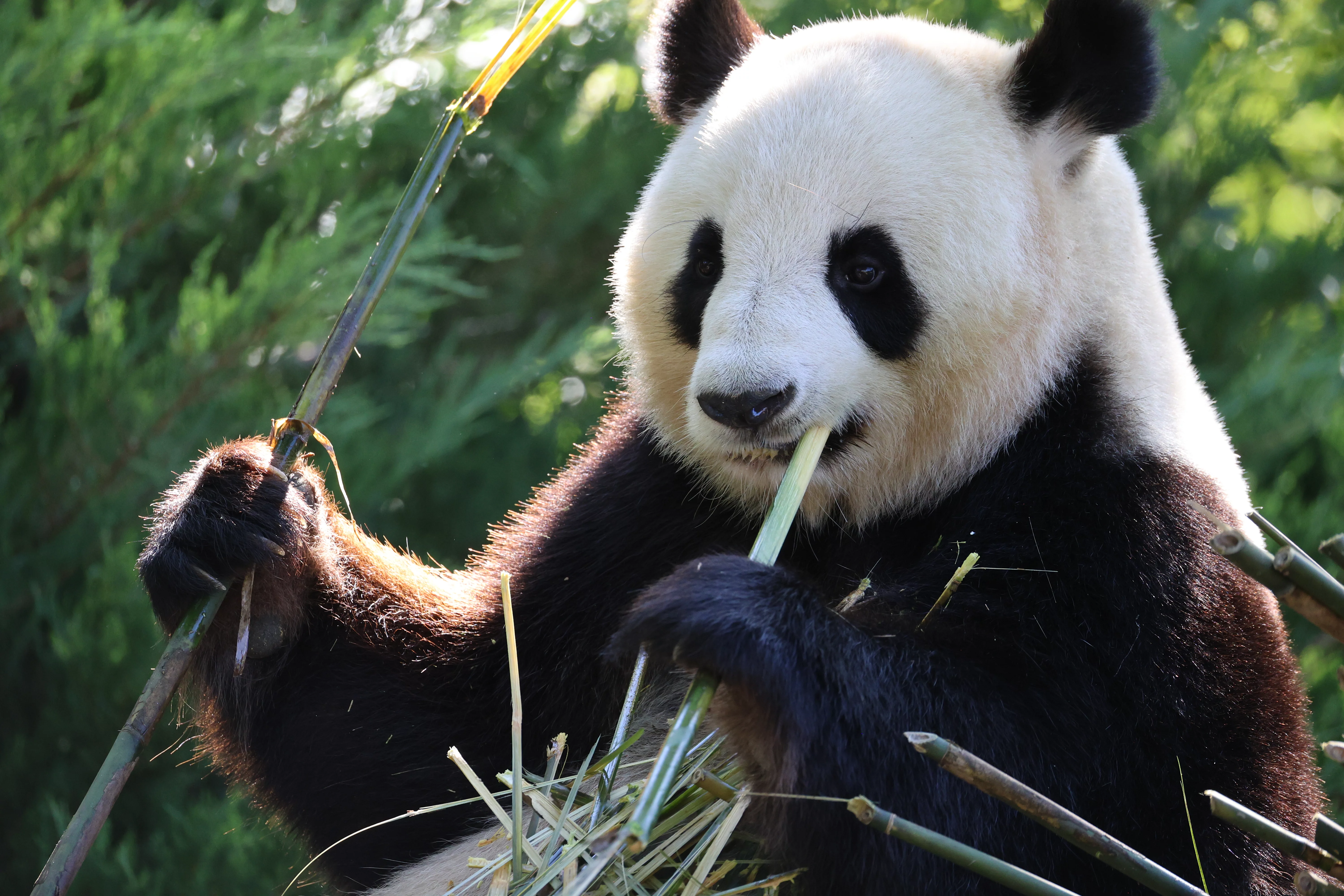 ZooParc de Beauval