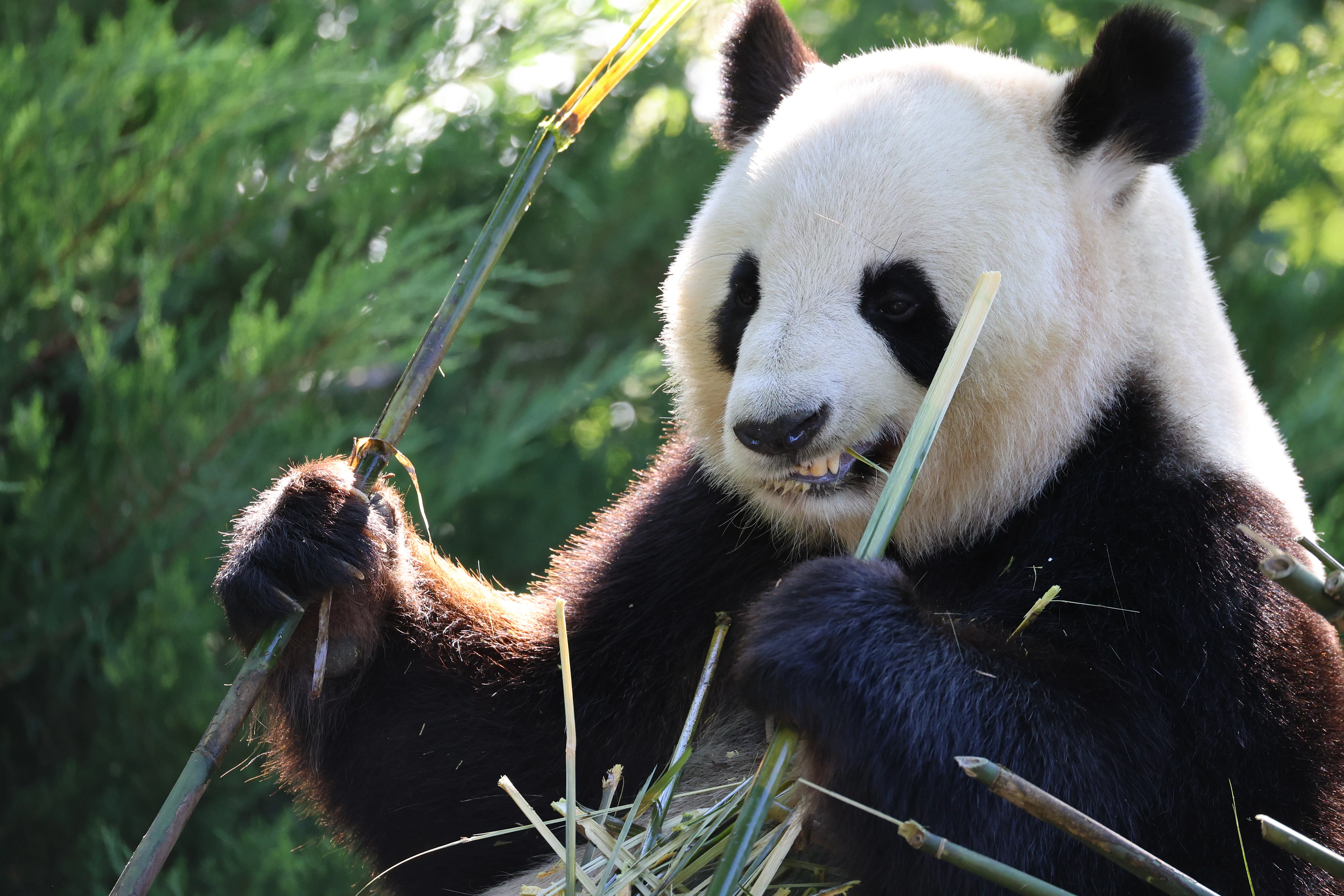 ZooParc de Beauval