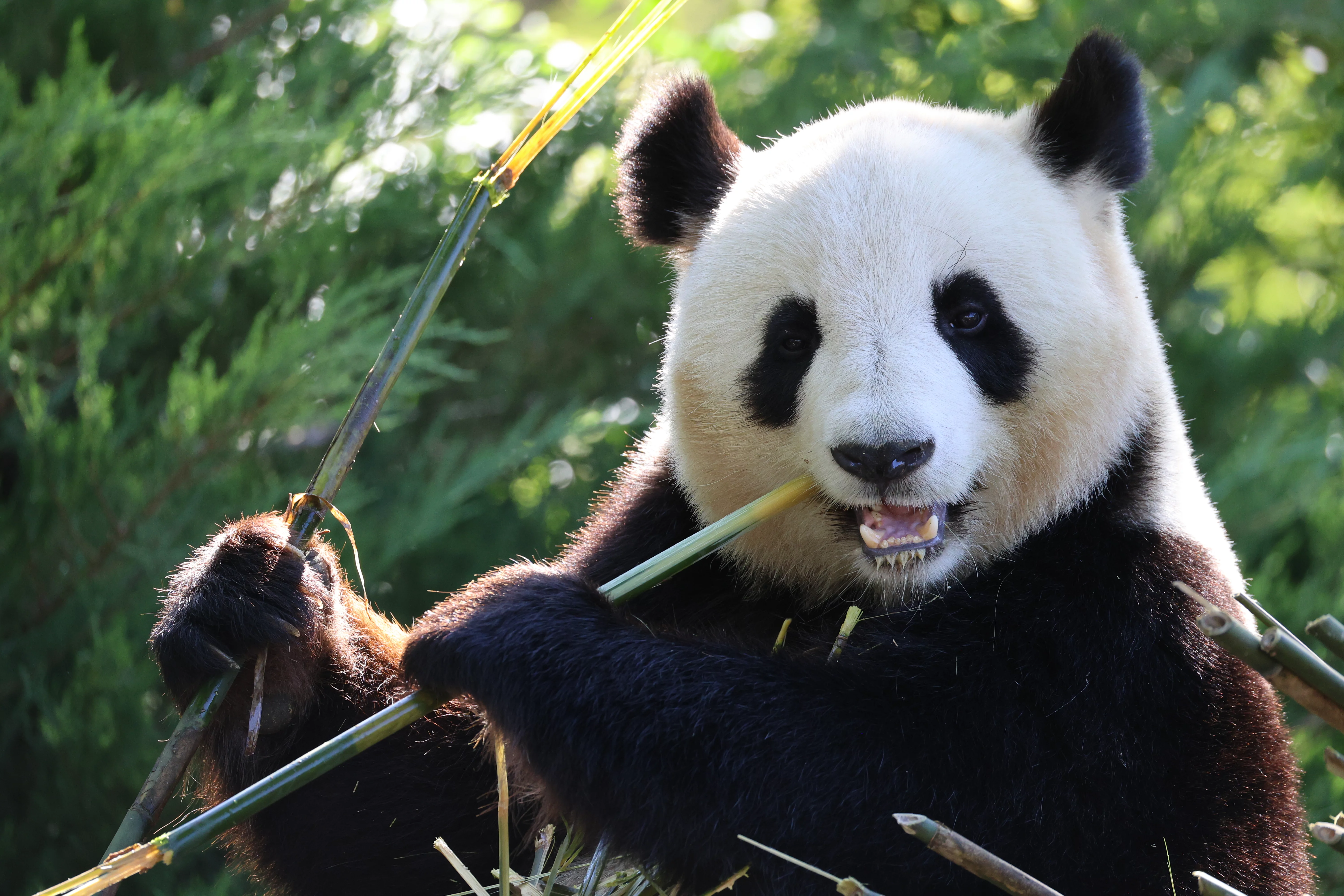 ZooParc de Beauval