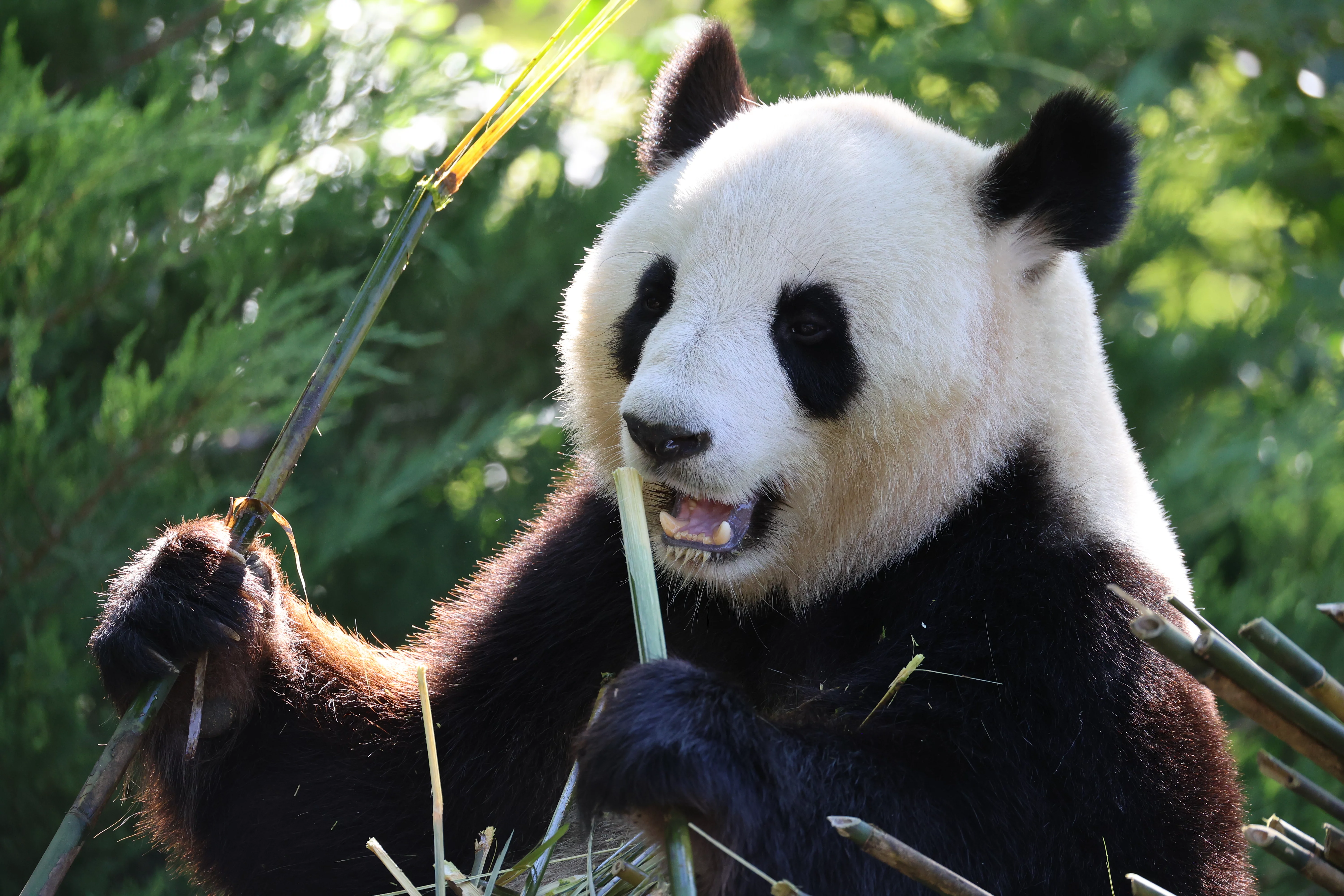 ZooParc de Beauval