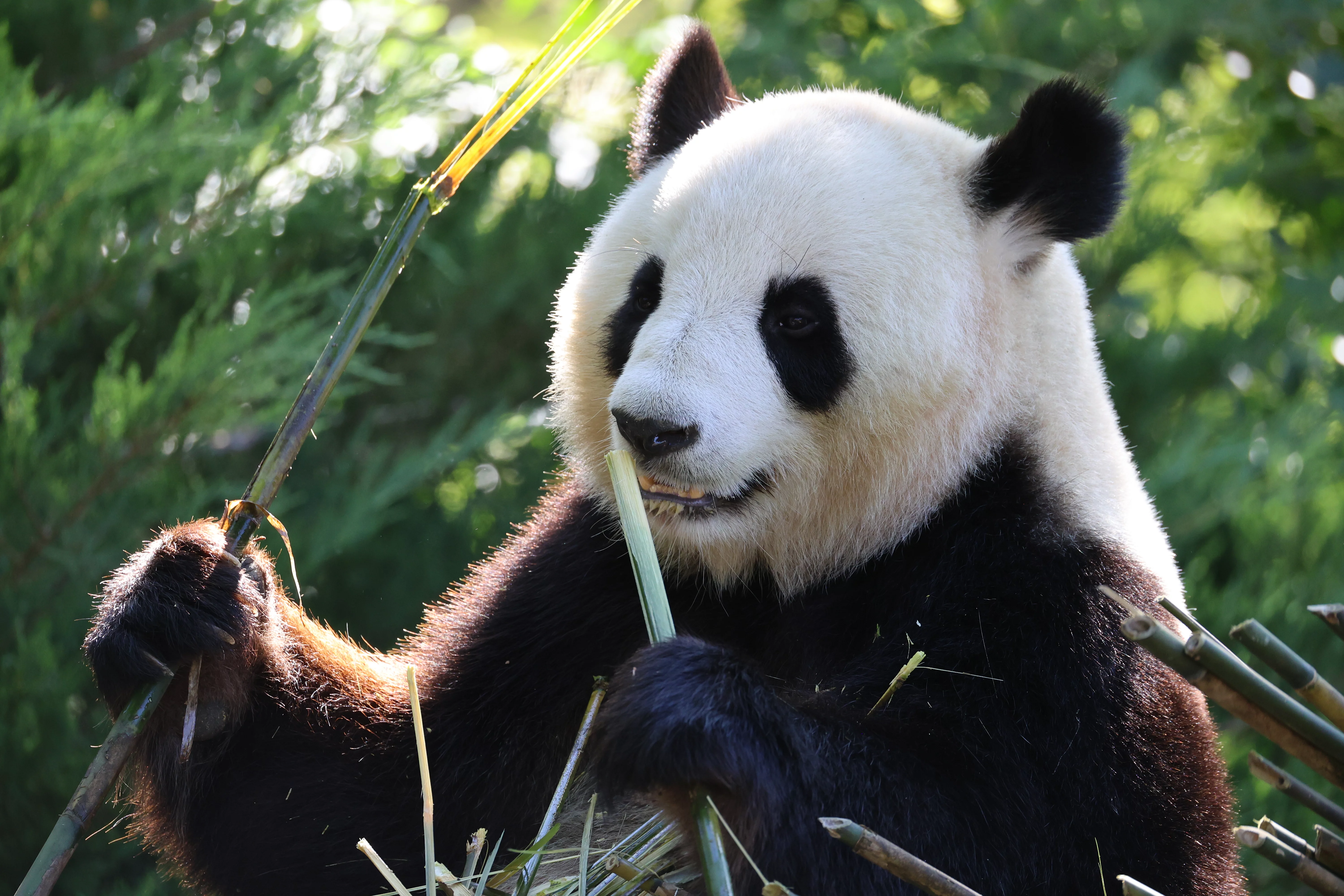 ZooParc de Beauval