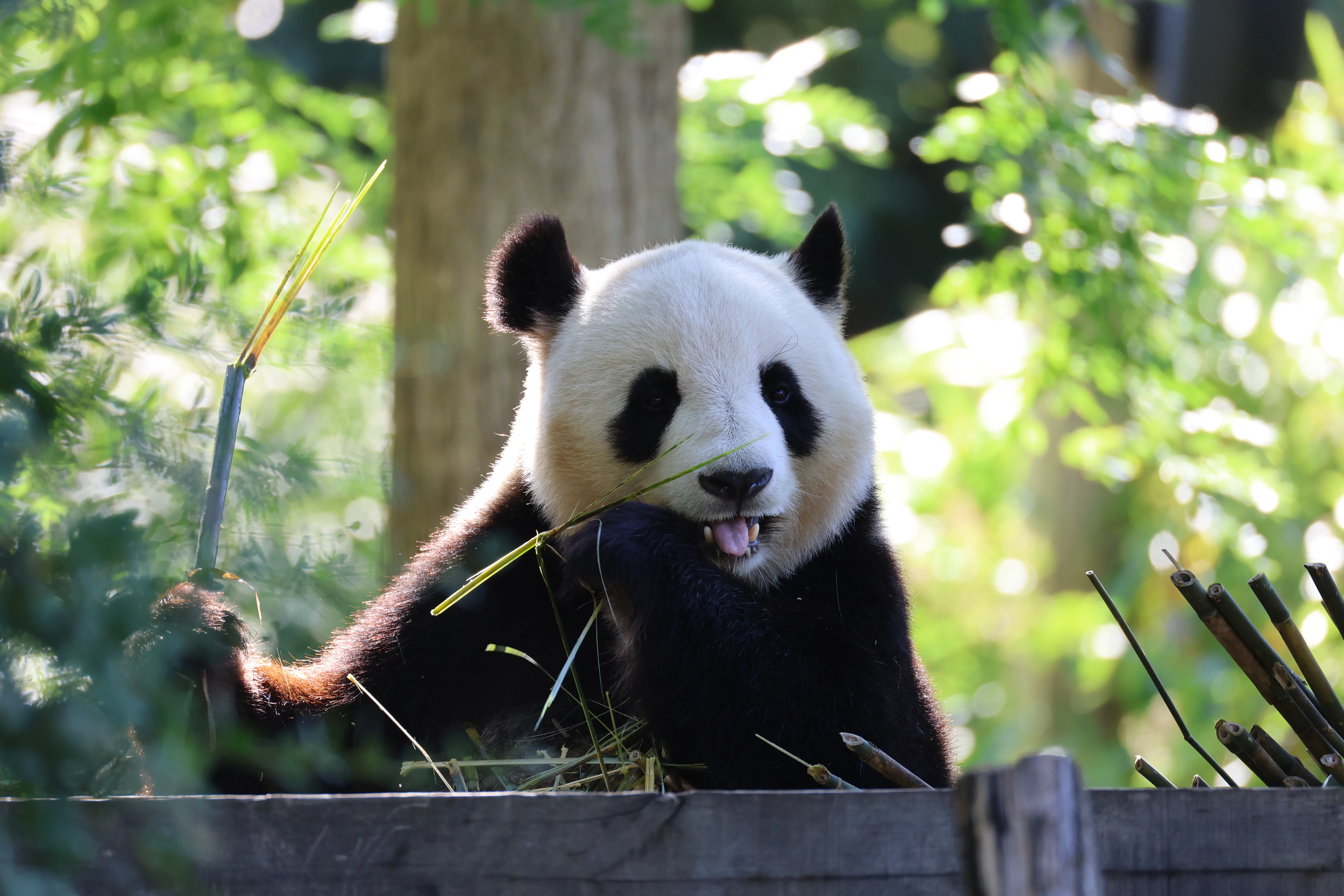 ZooParc de Beauval