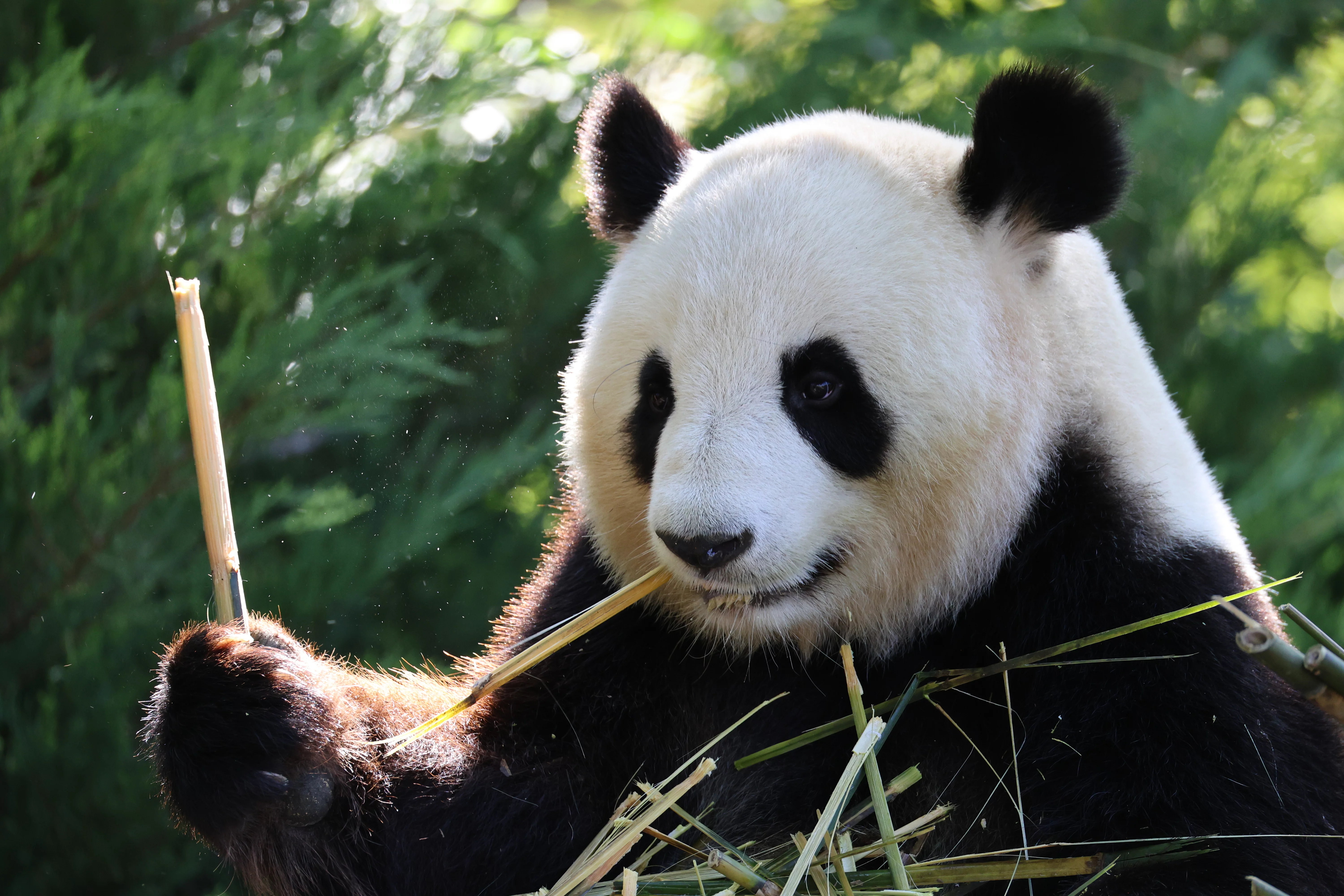 ZooParc de Beauval