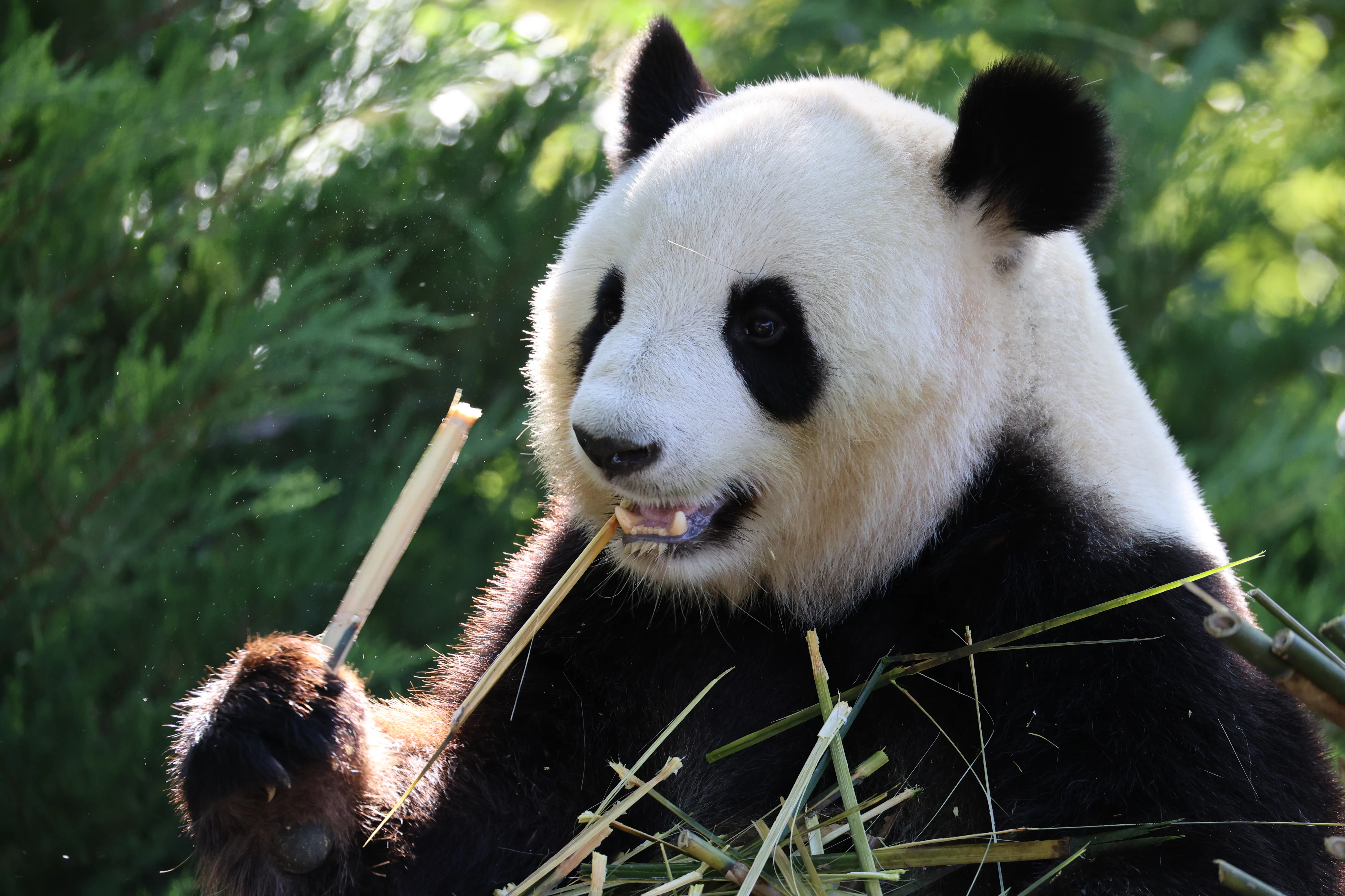 ZooParc de Beauval