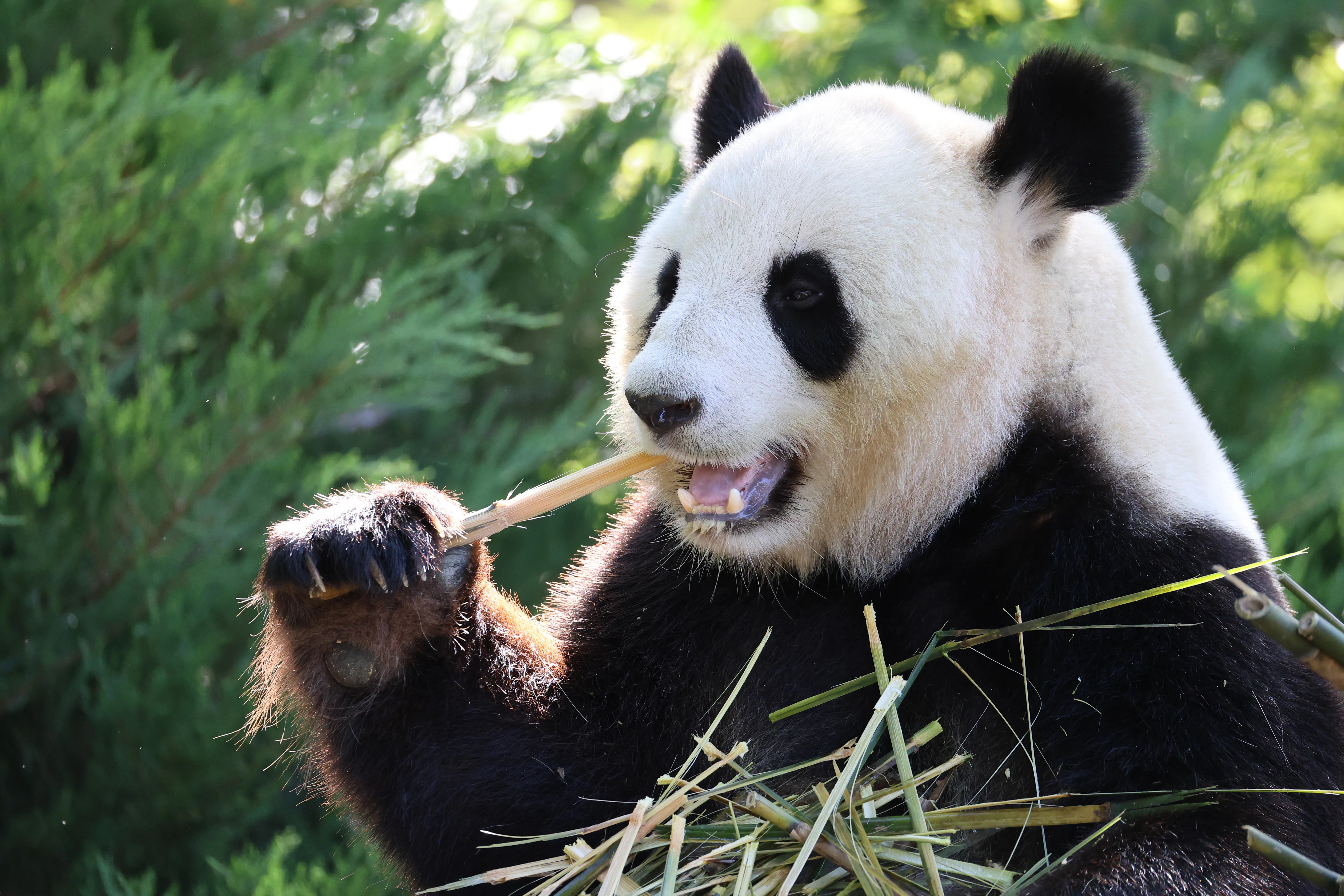 ZooParc de Beauval