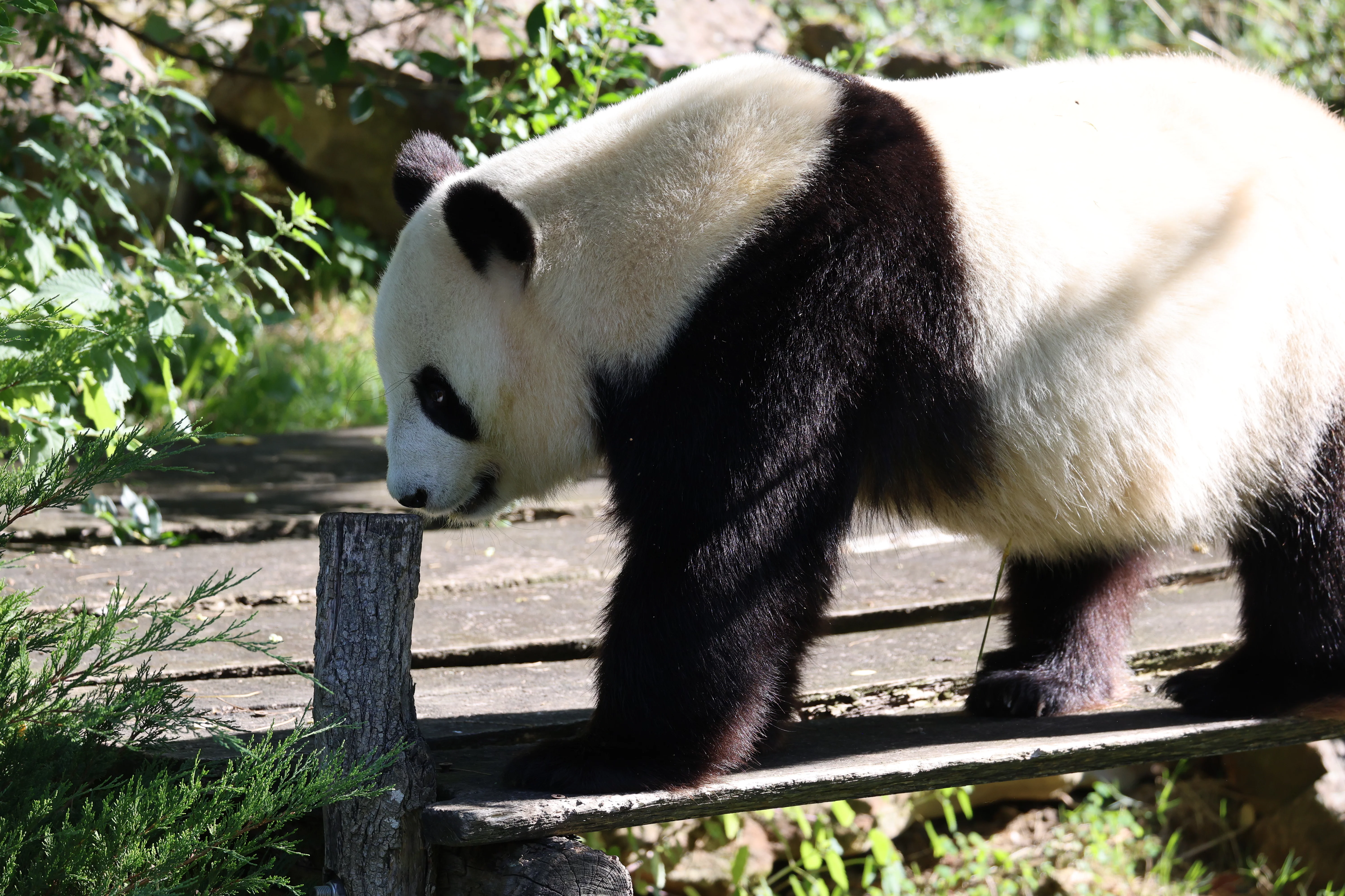 ZooParc de Beauval