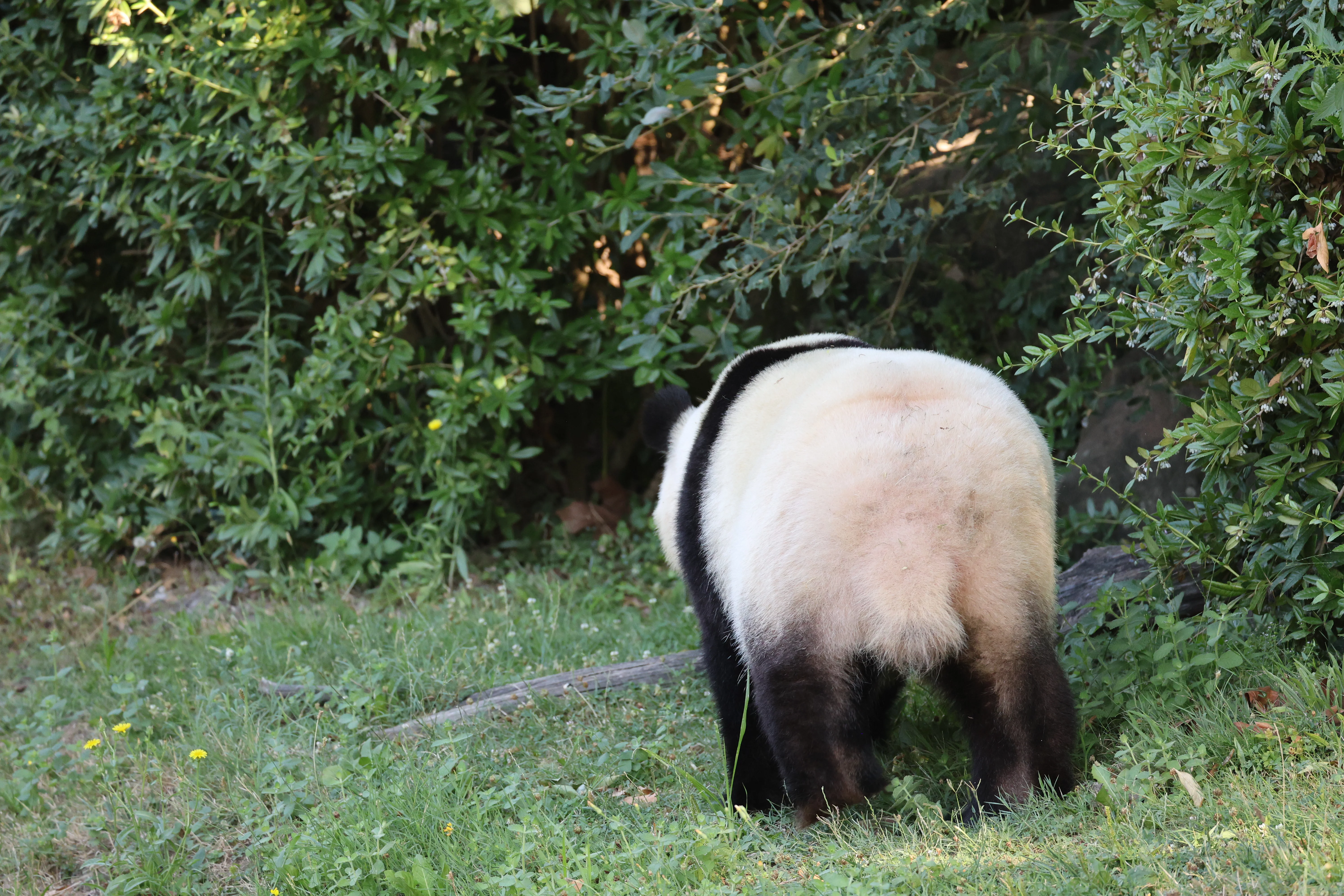 ZooParc de Beauval