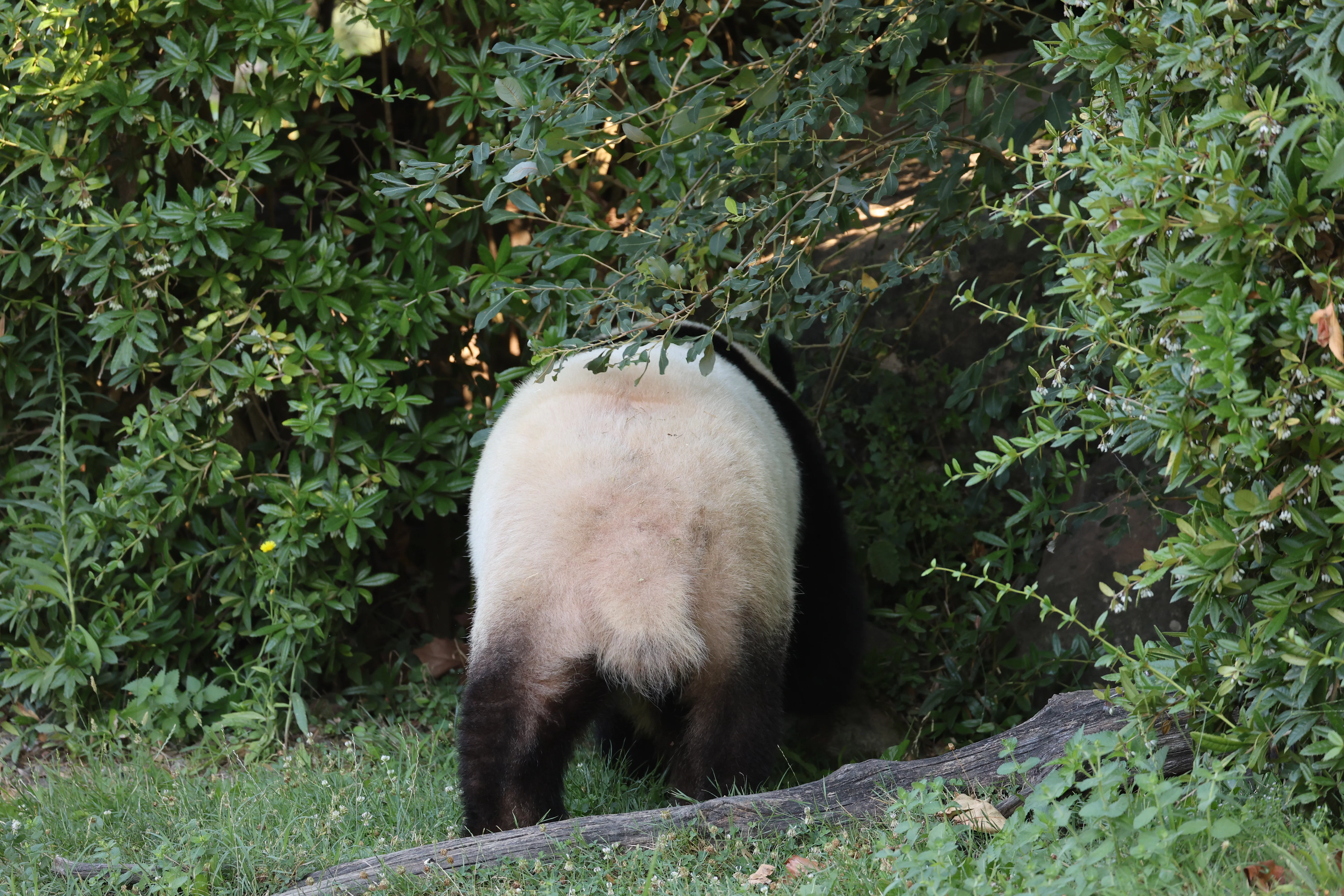 ZooParc de Beauval