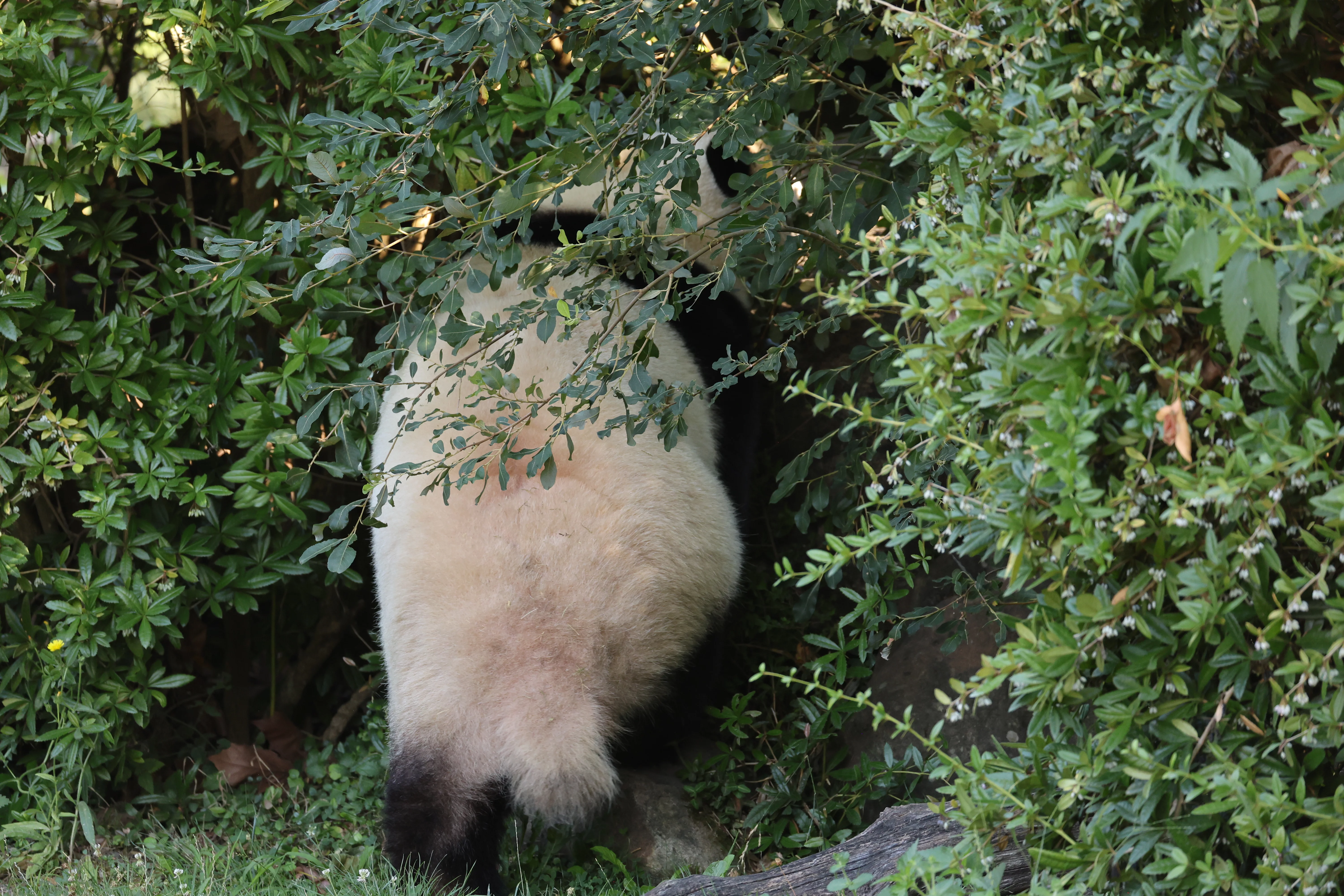 ZooParc de Beauval