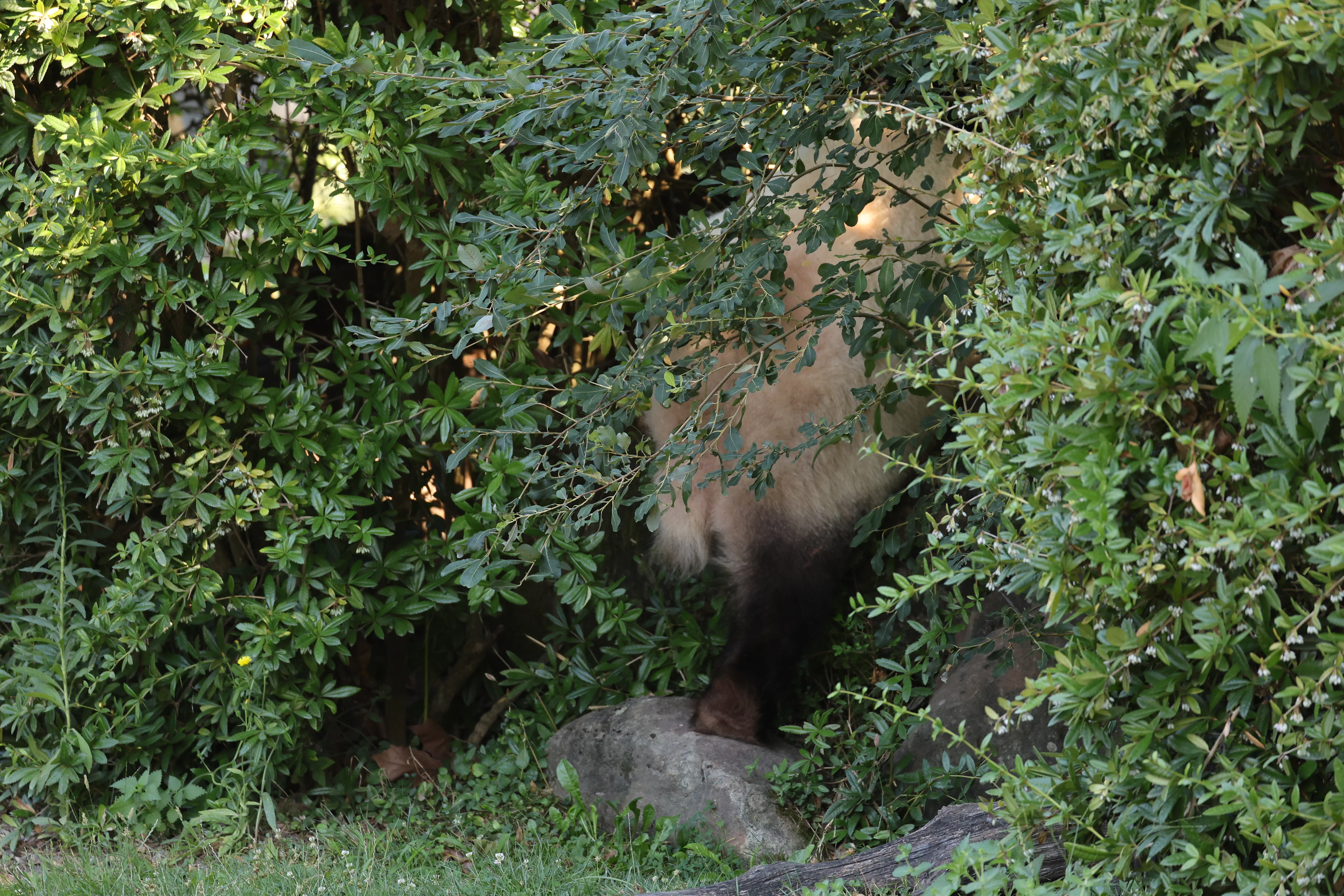 ZooParc de Beauval