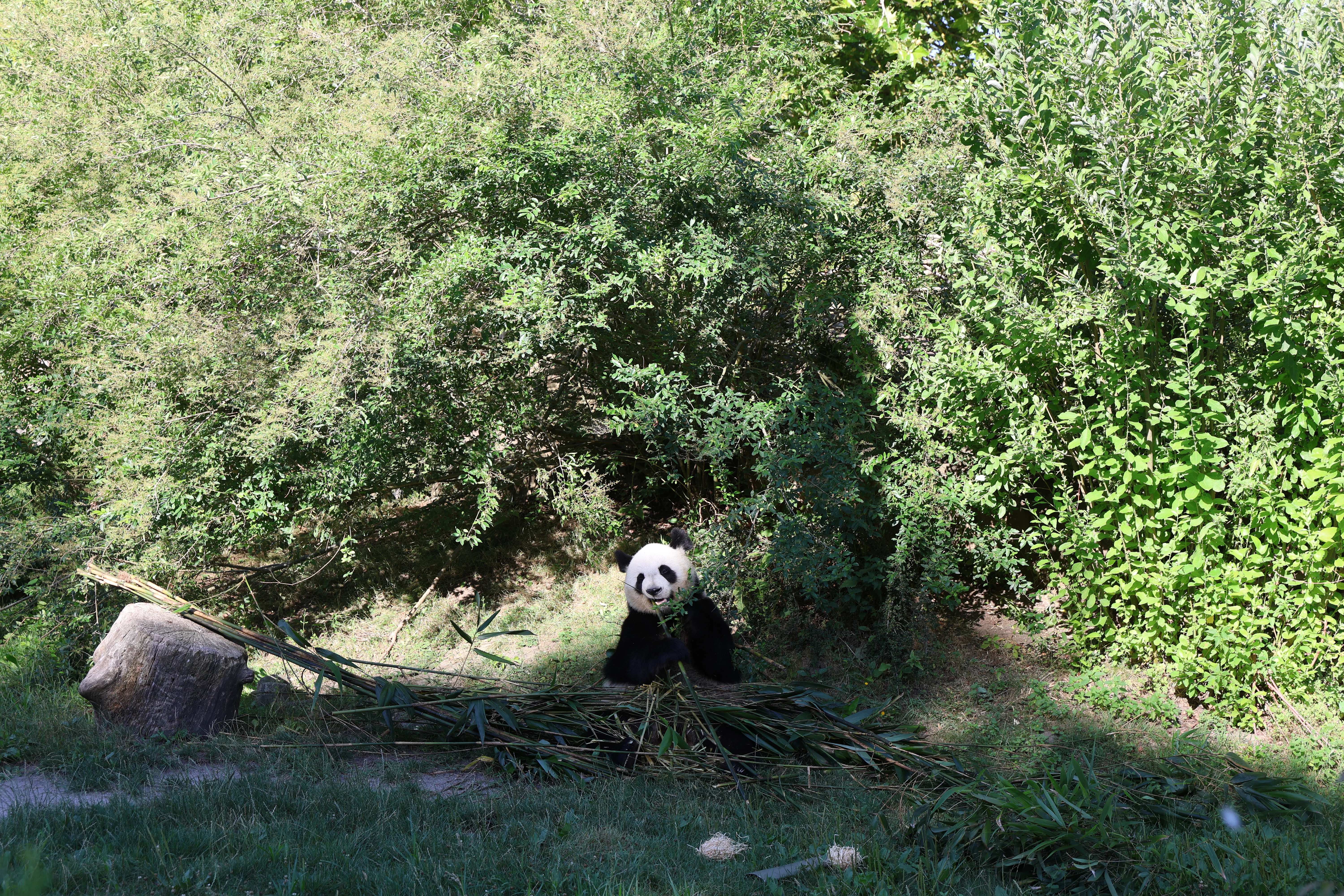 ZooParc de Beauval