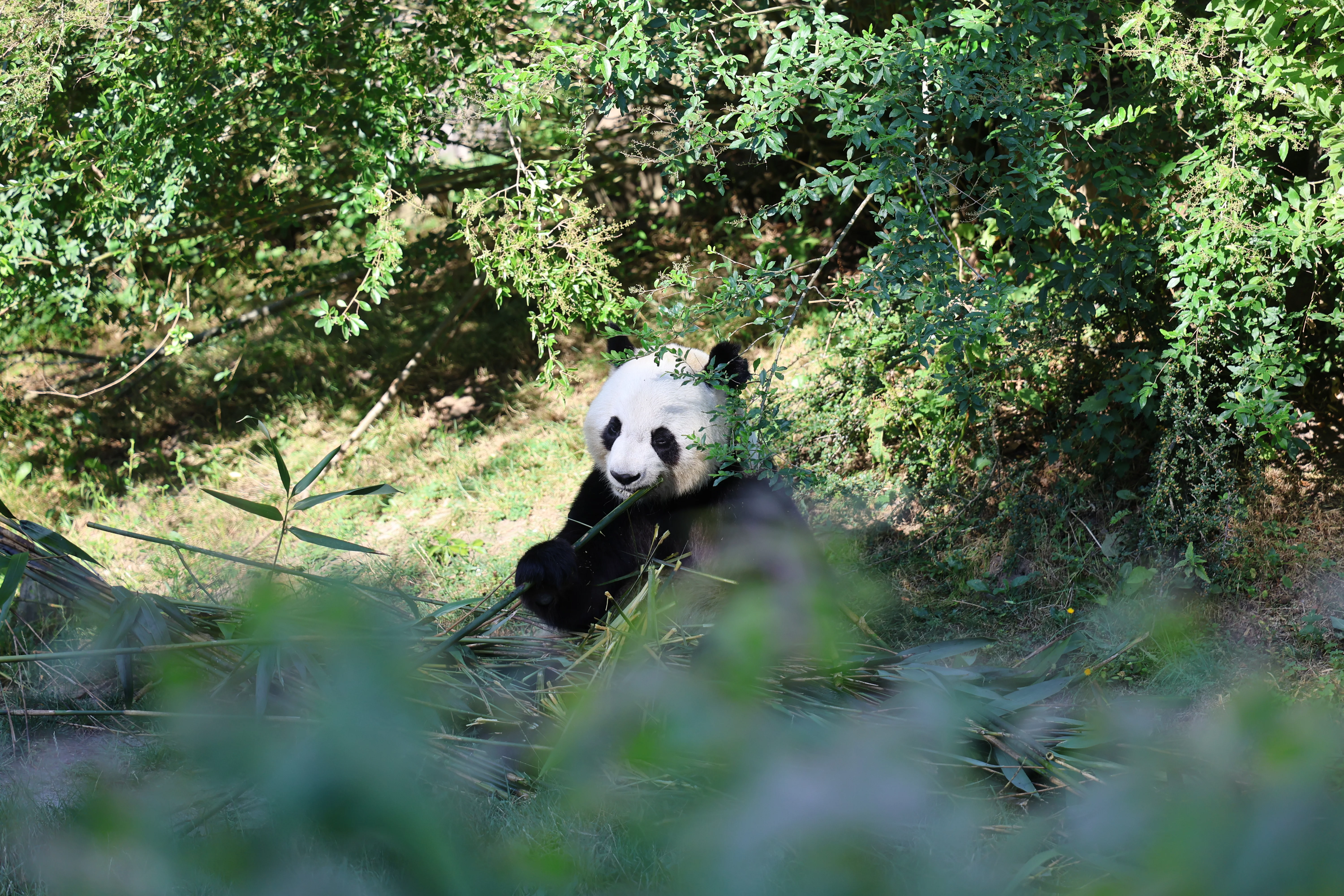 ZooParc de Beauval