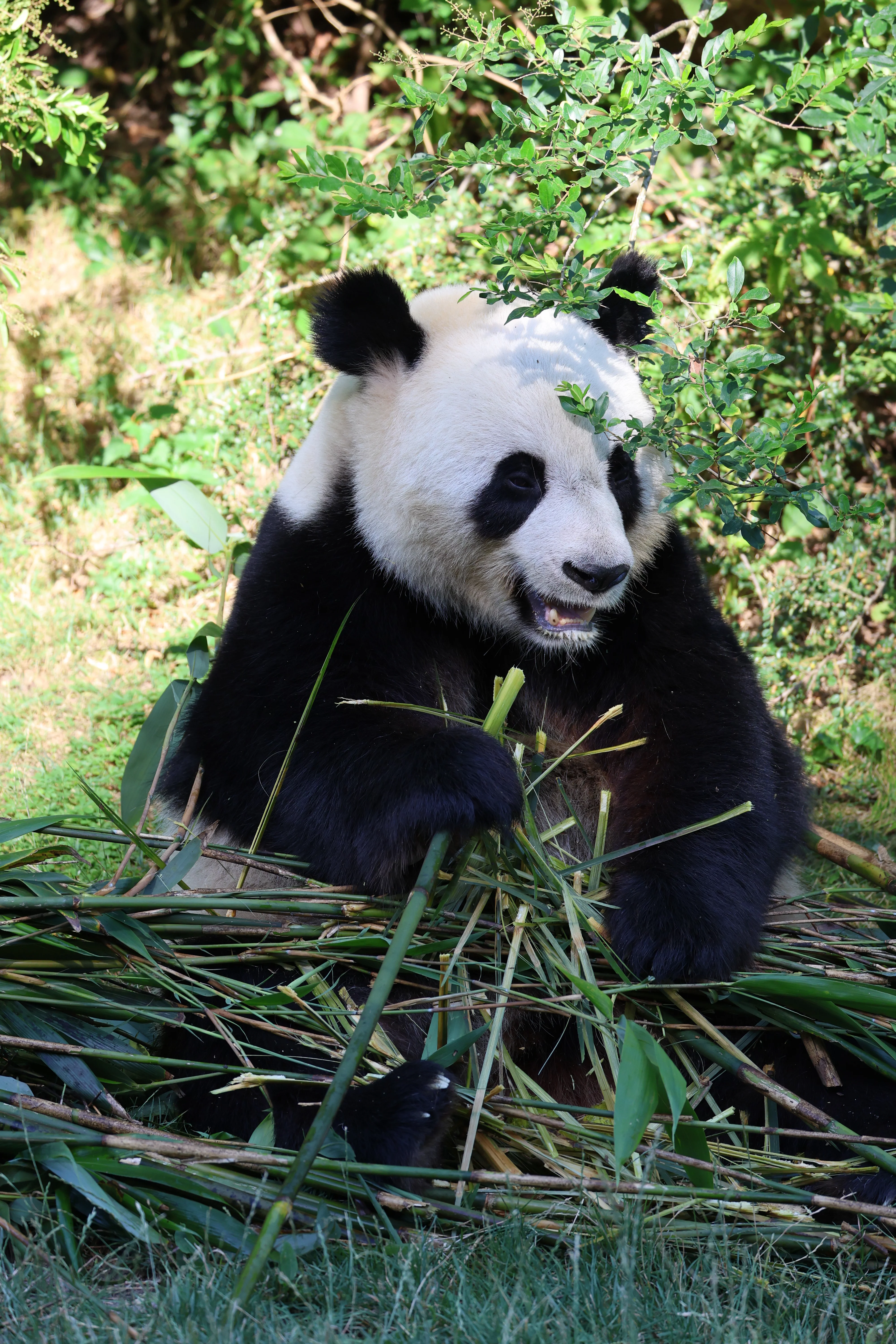 ZooParc de Beauval