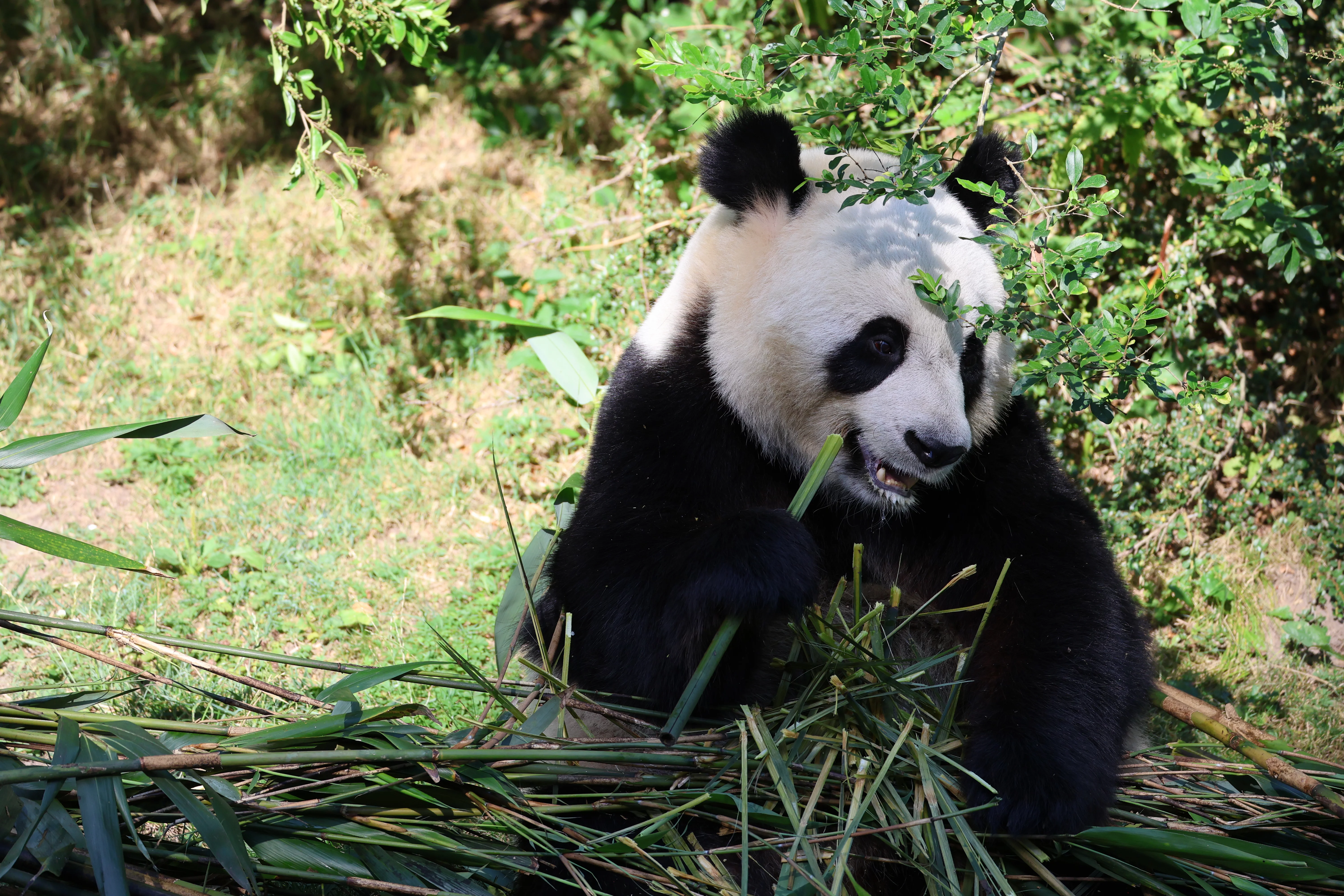 ZooParc de Beauval