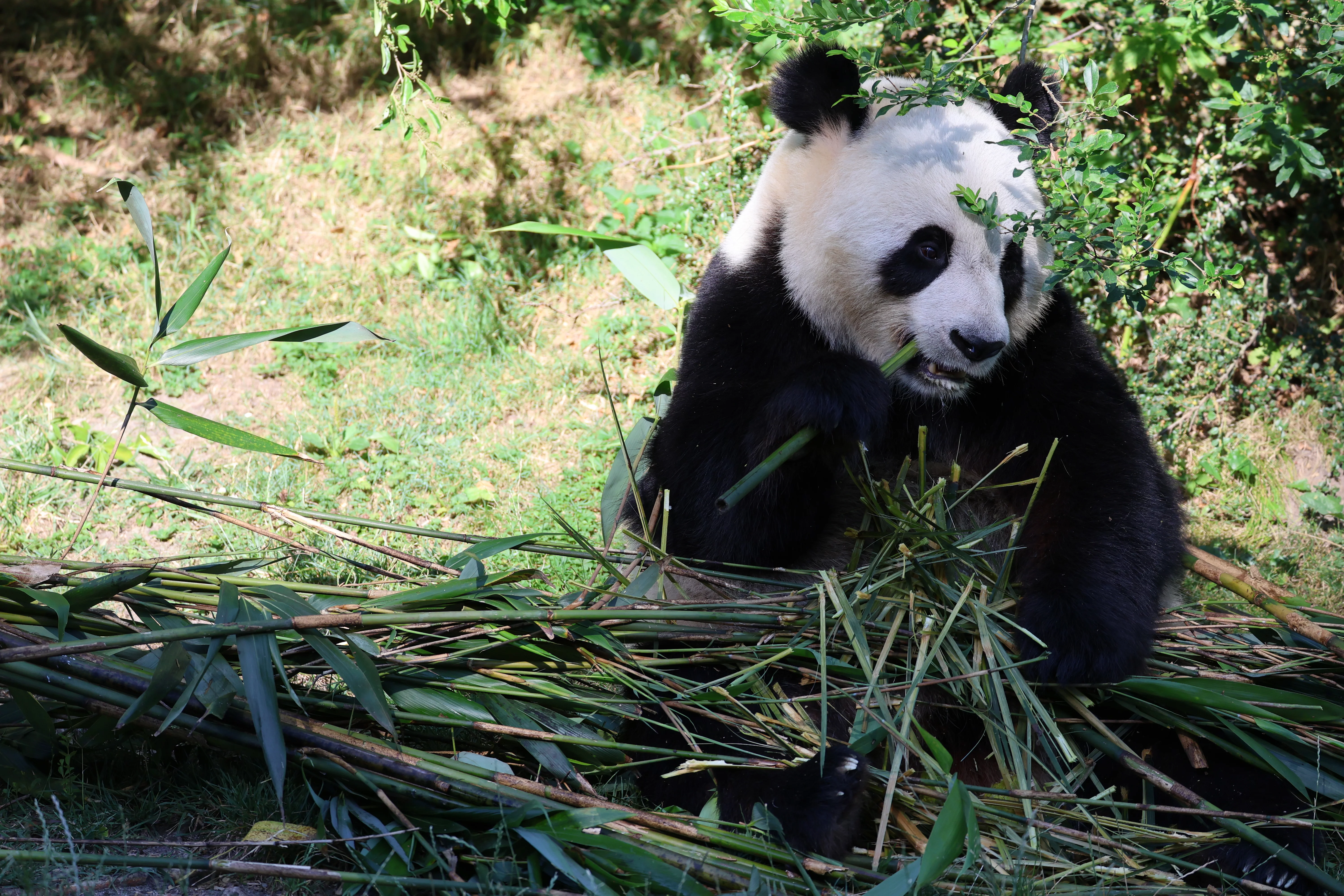 ZooParc de Beauval