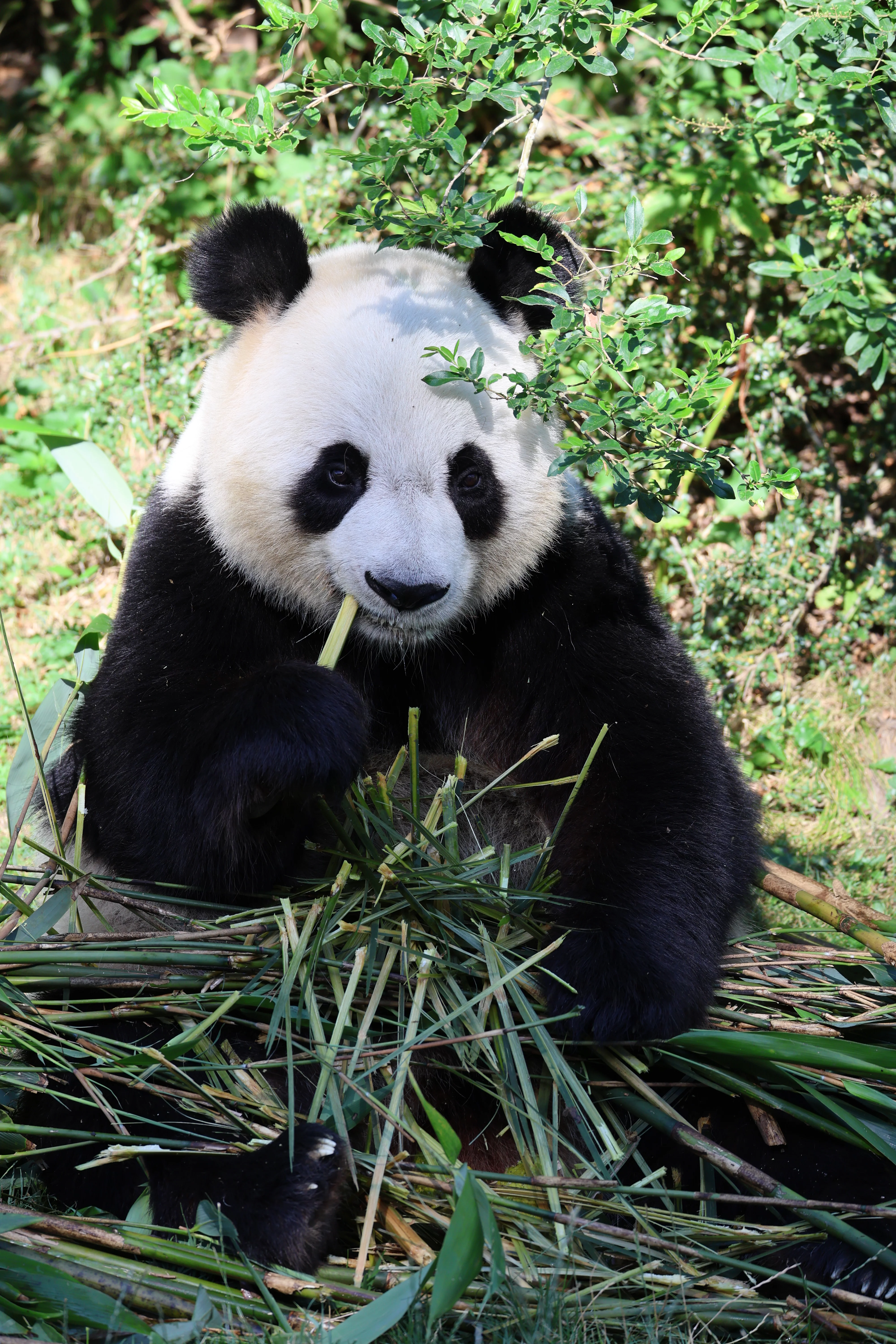 ZooParc de Beauval