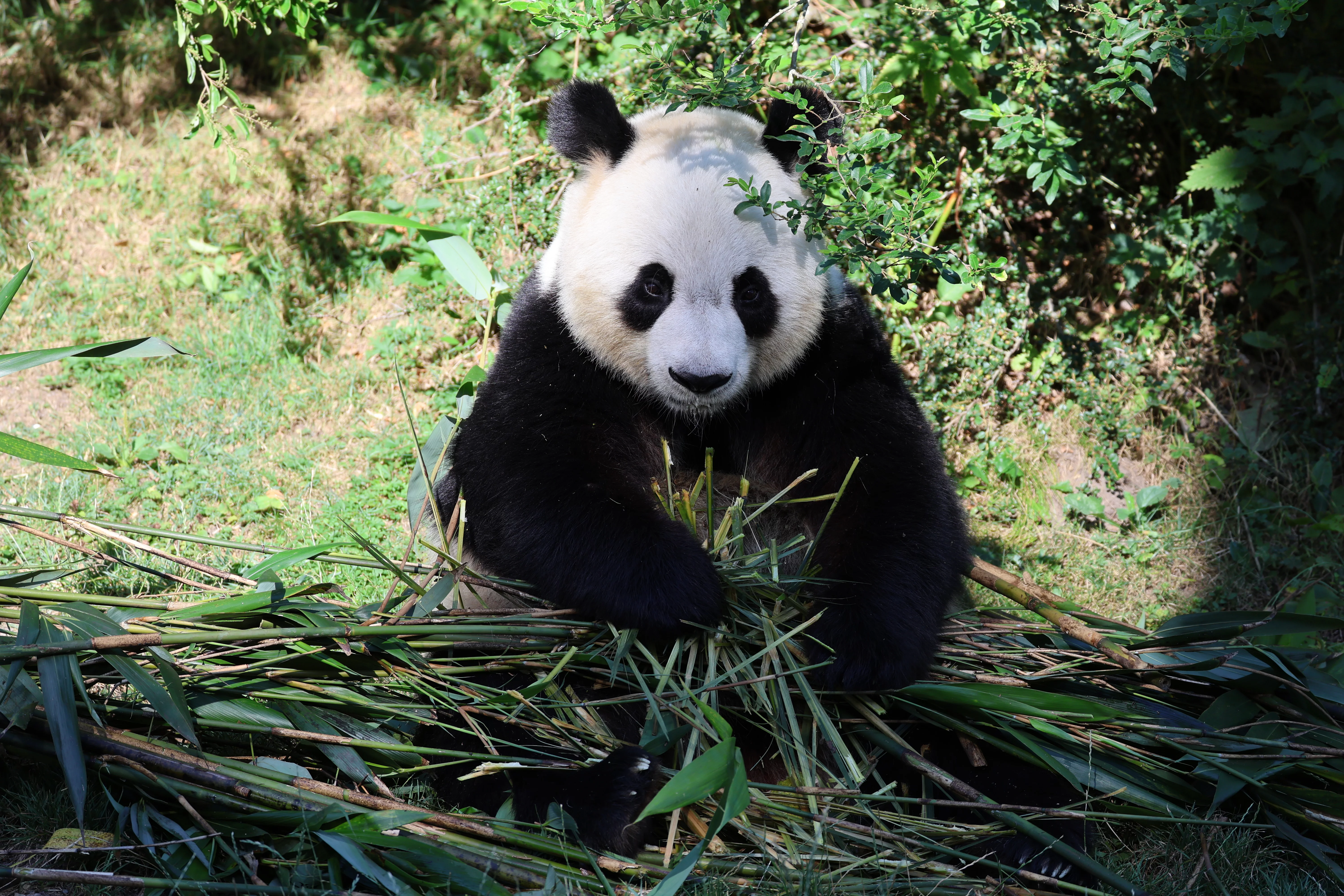 ZooParc de Beauval