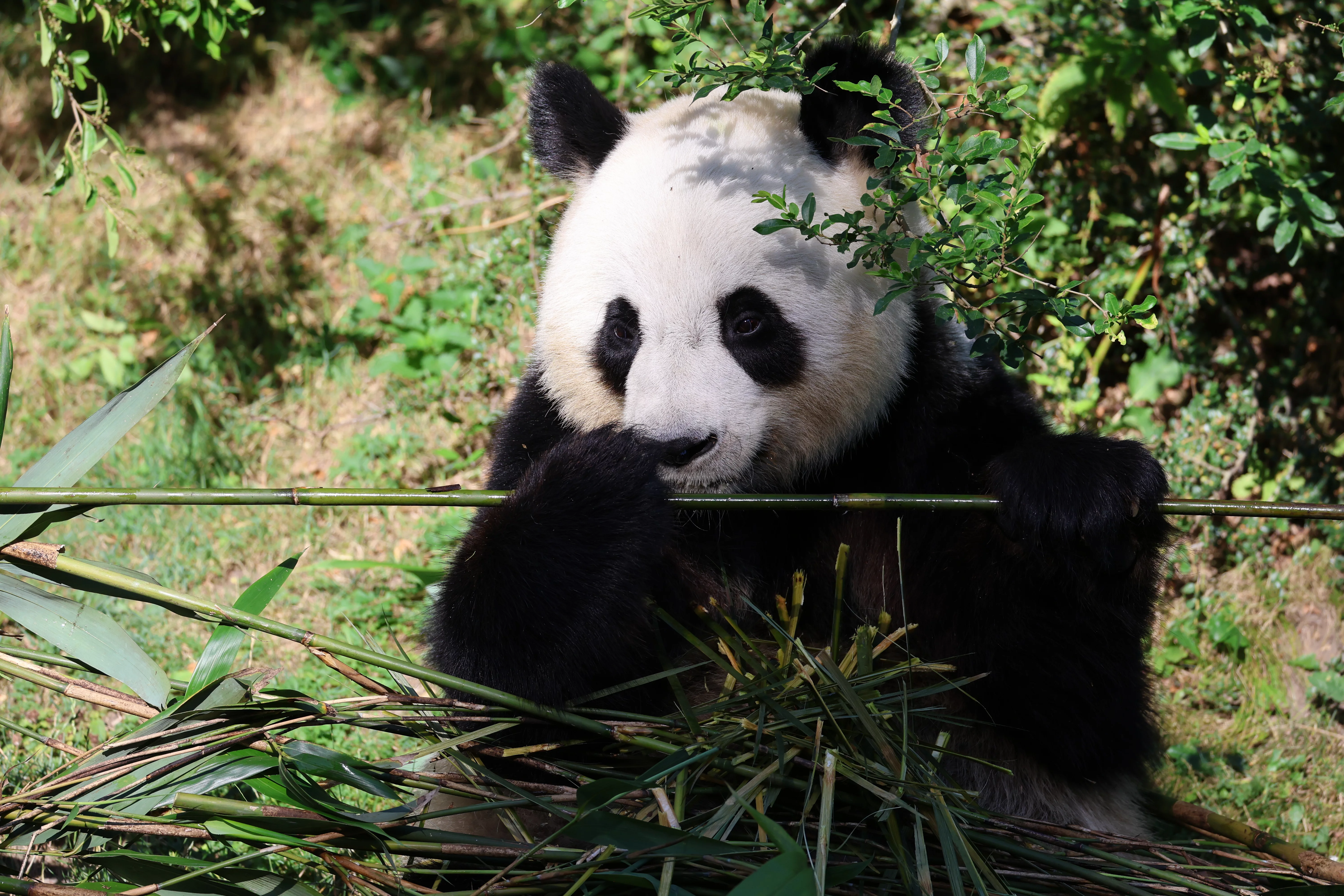 ZooParc de Beauval