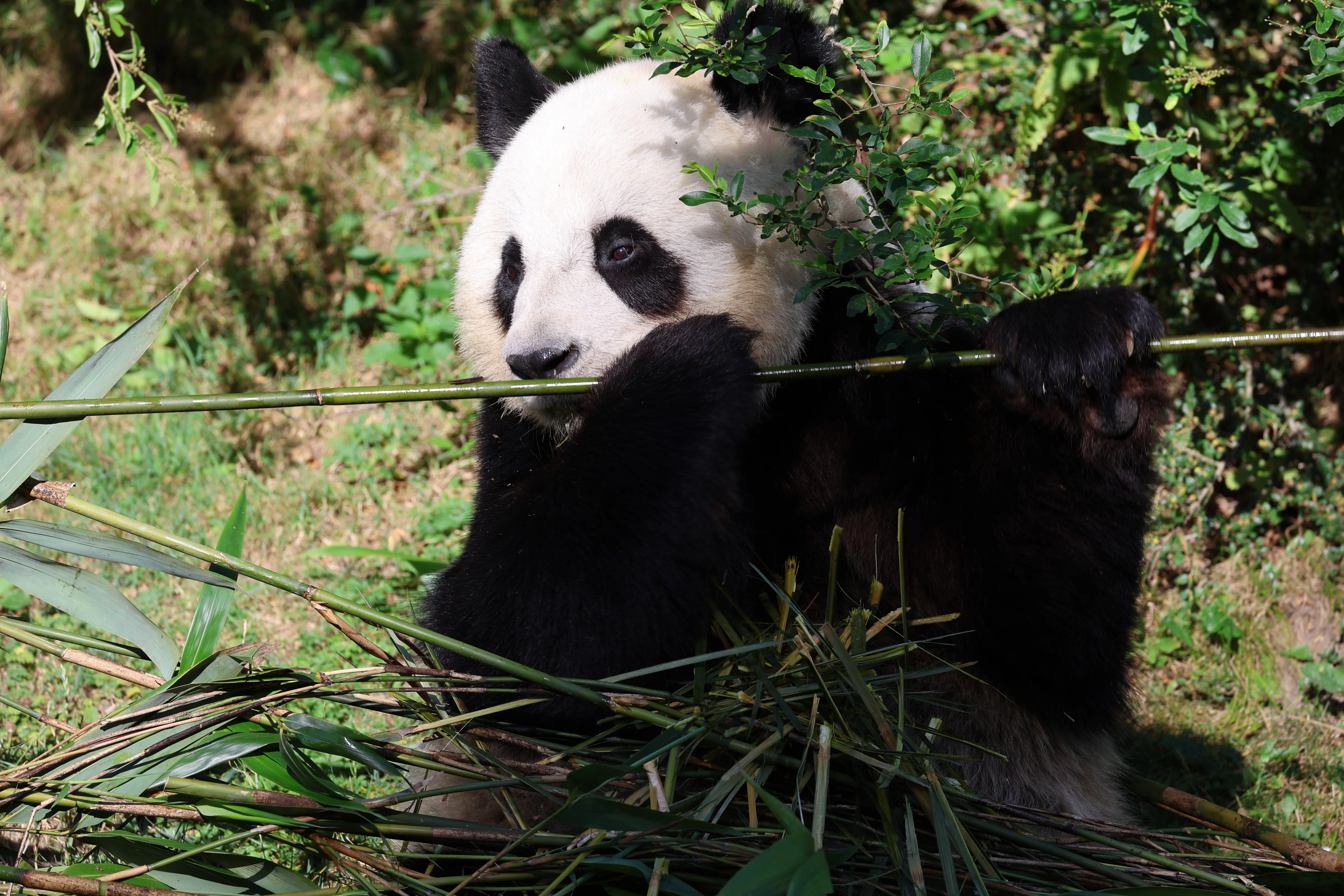 ZooParc de Beauval