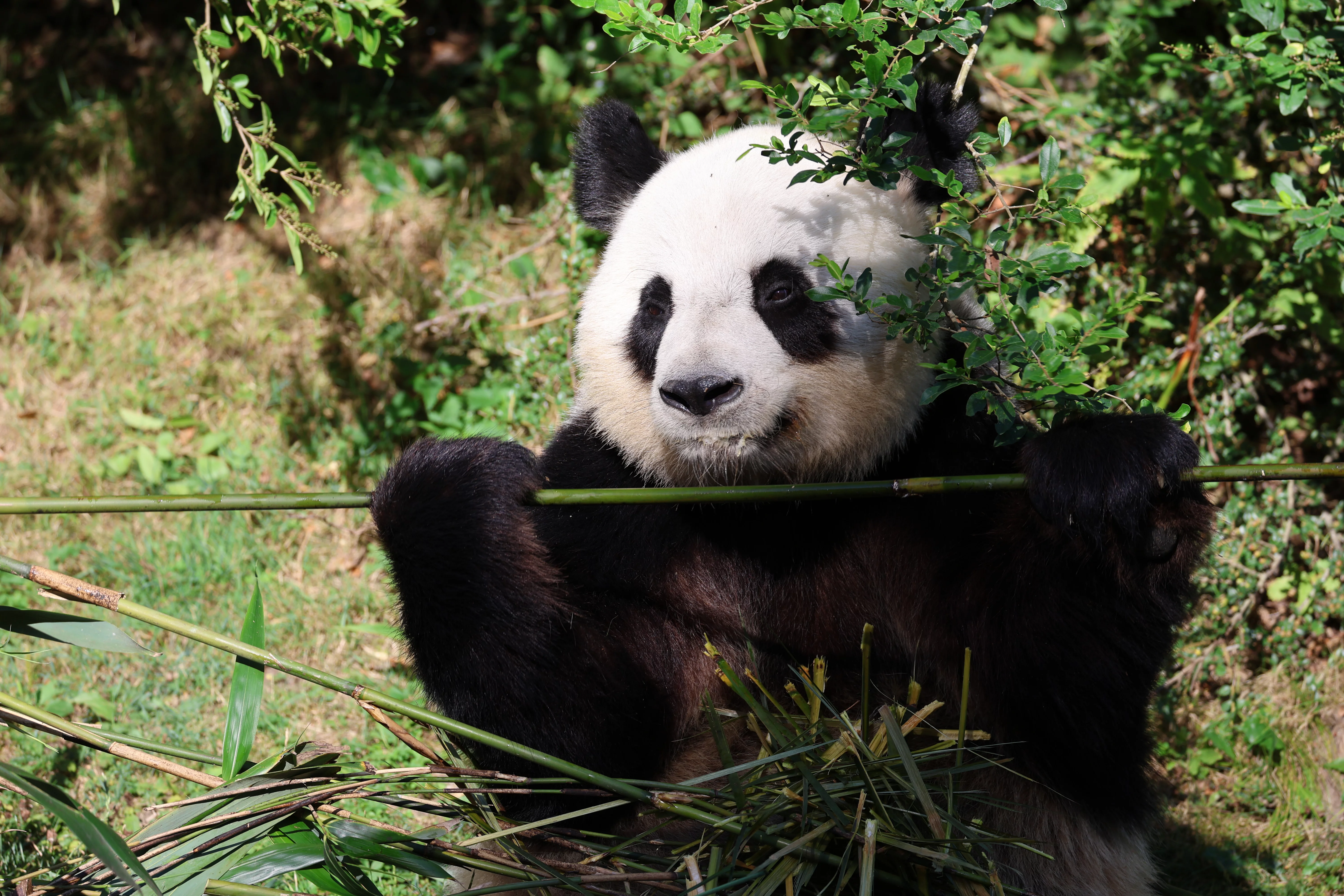 ZooParc de Beauval